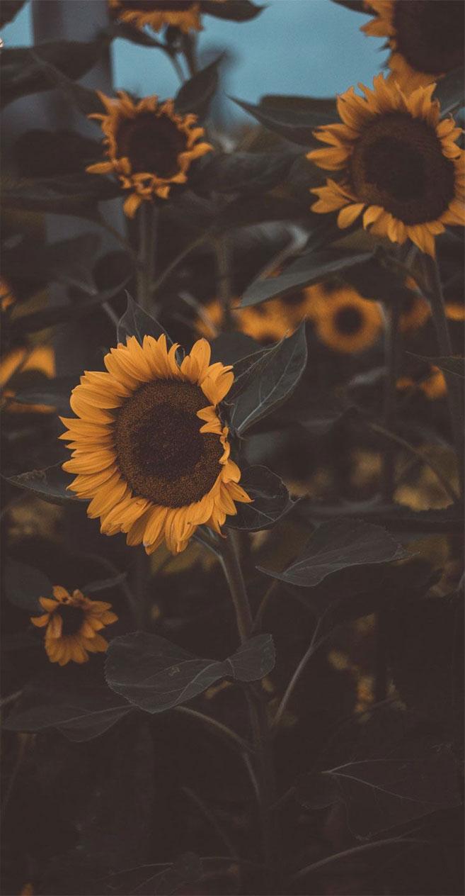 Wallpaper Yellow and Black Sunflower Field, Background - Download Free Image
