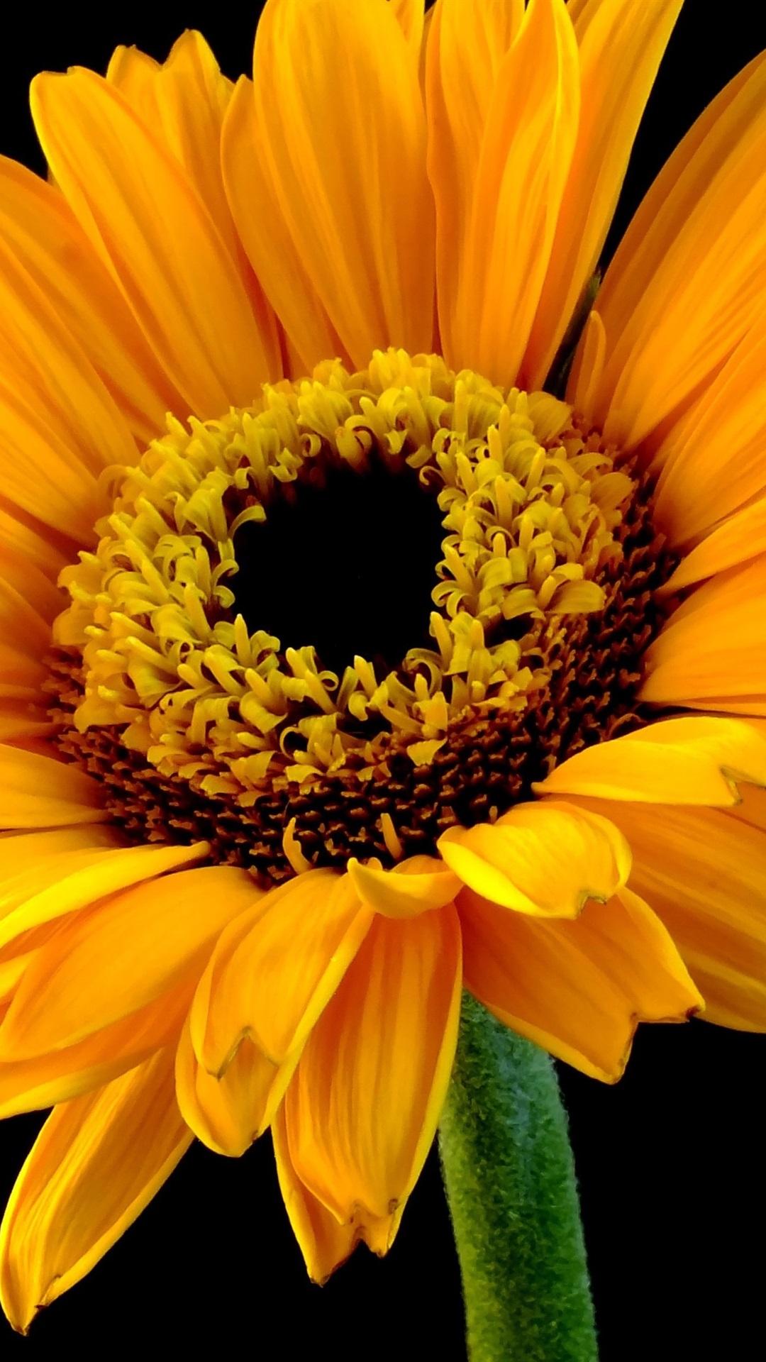 1080x1920 Sunflower, Yellow Petals, Black Background 1080x1920 IPhone 8 7 6 6S Plus Wallpaper, Background, Picture, Image