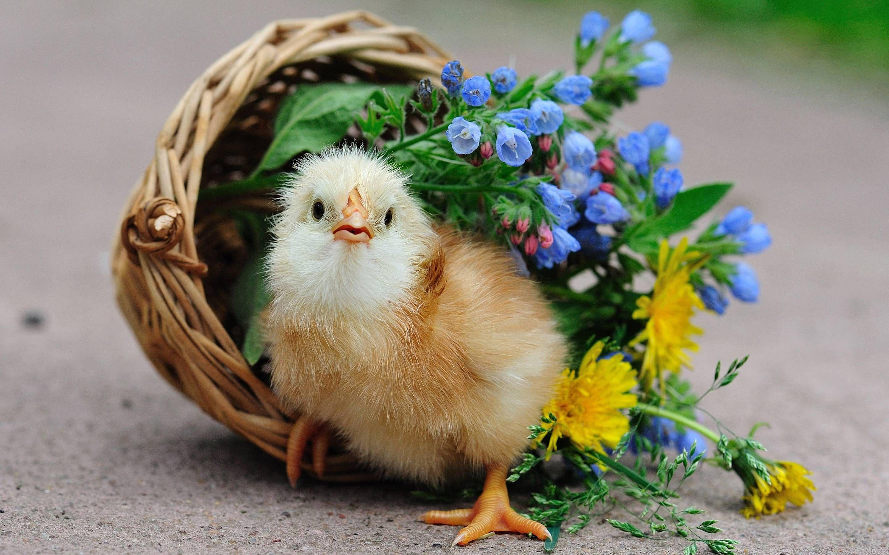 2880x1800 beautiful birds image Beautiful Birds Latest HD Wallpaper. Animals beautiful, Funny chicken picture, Chicken picture