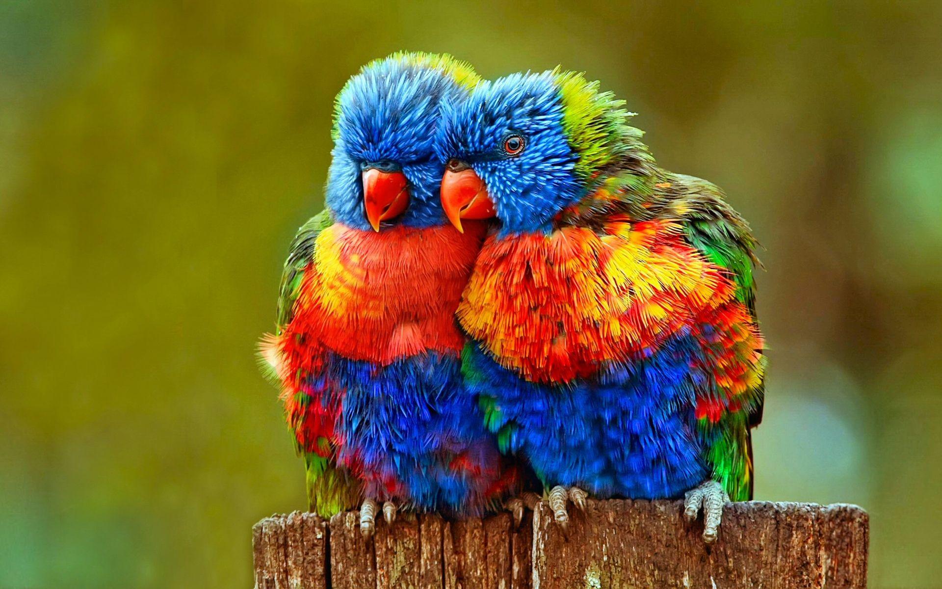 1920x1200 Cute Bird Picture with Most Beautiful Colors. Most beautiful birds, Beautiful birds, Cute birds