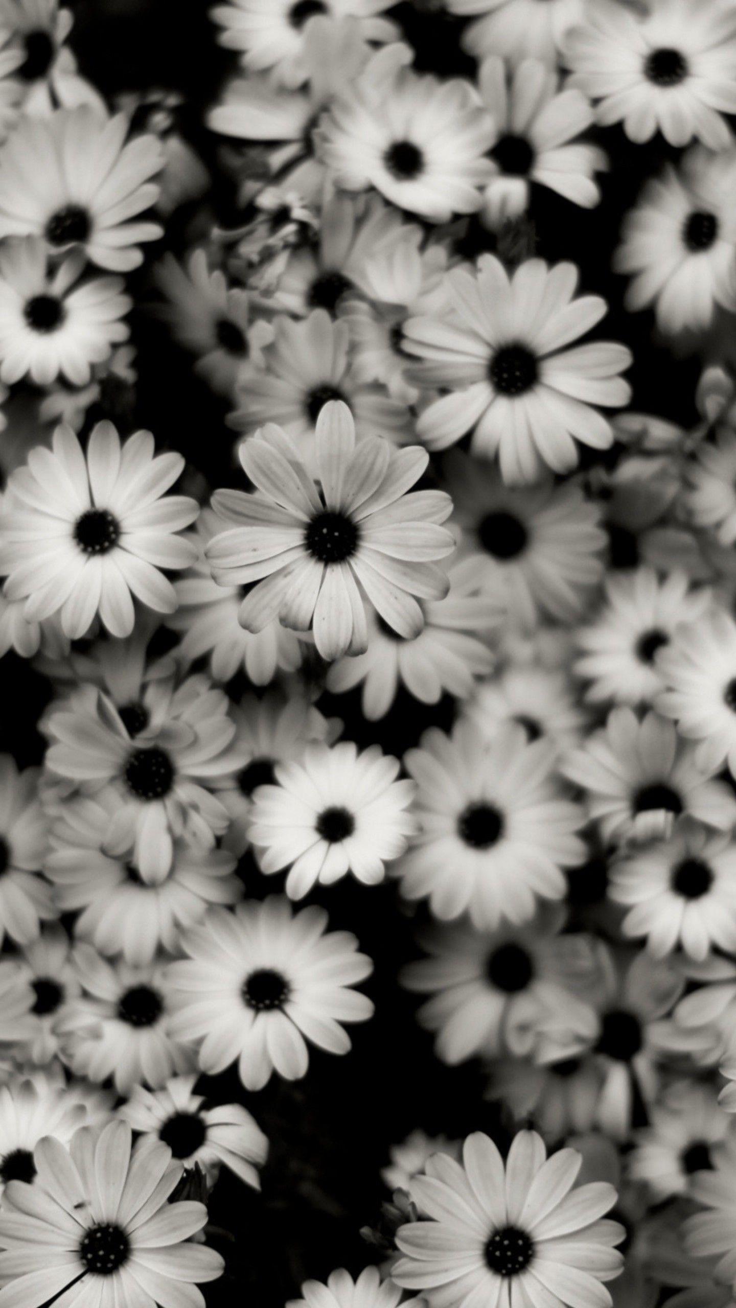 1440x2560 iPhone Black And White Daisy Wallpaper