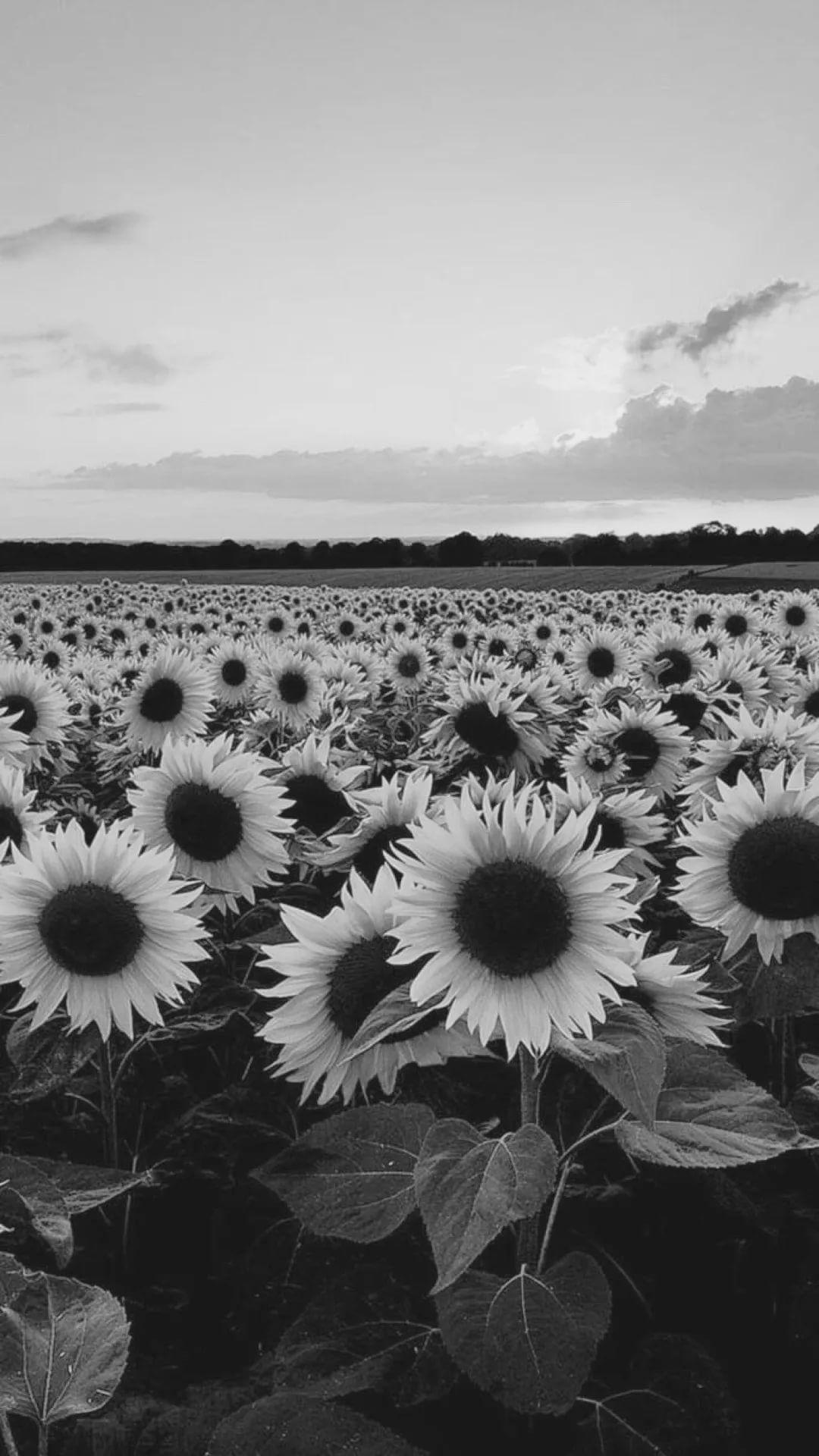 1080x1920 Black and White Flower iPhone Wallpaper