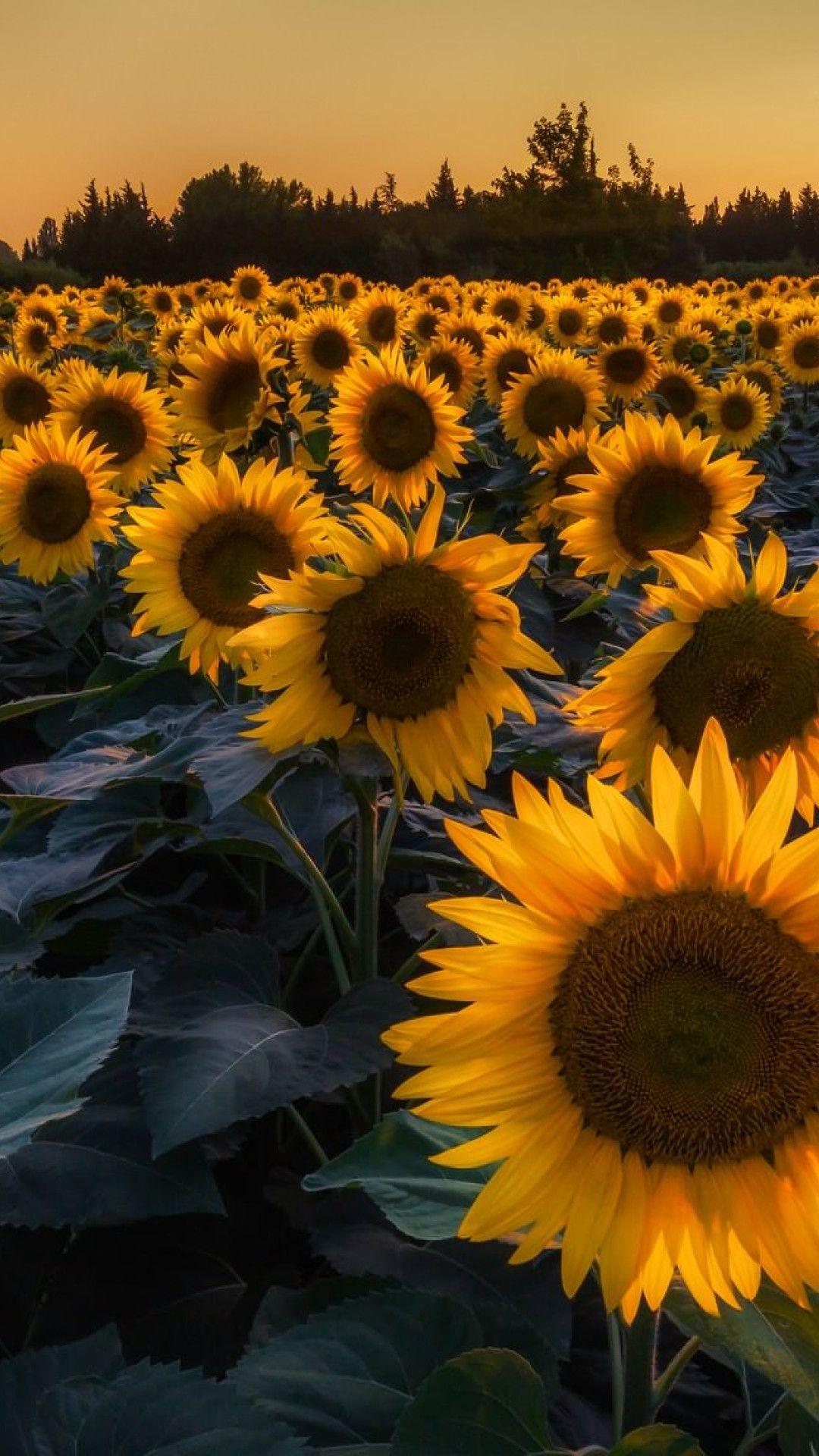 1080x1920 Sunflower iPhone 7 Plus Wallpaper