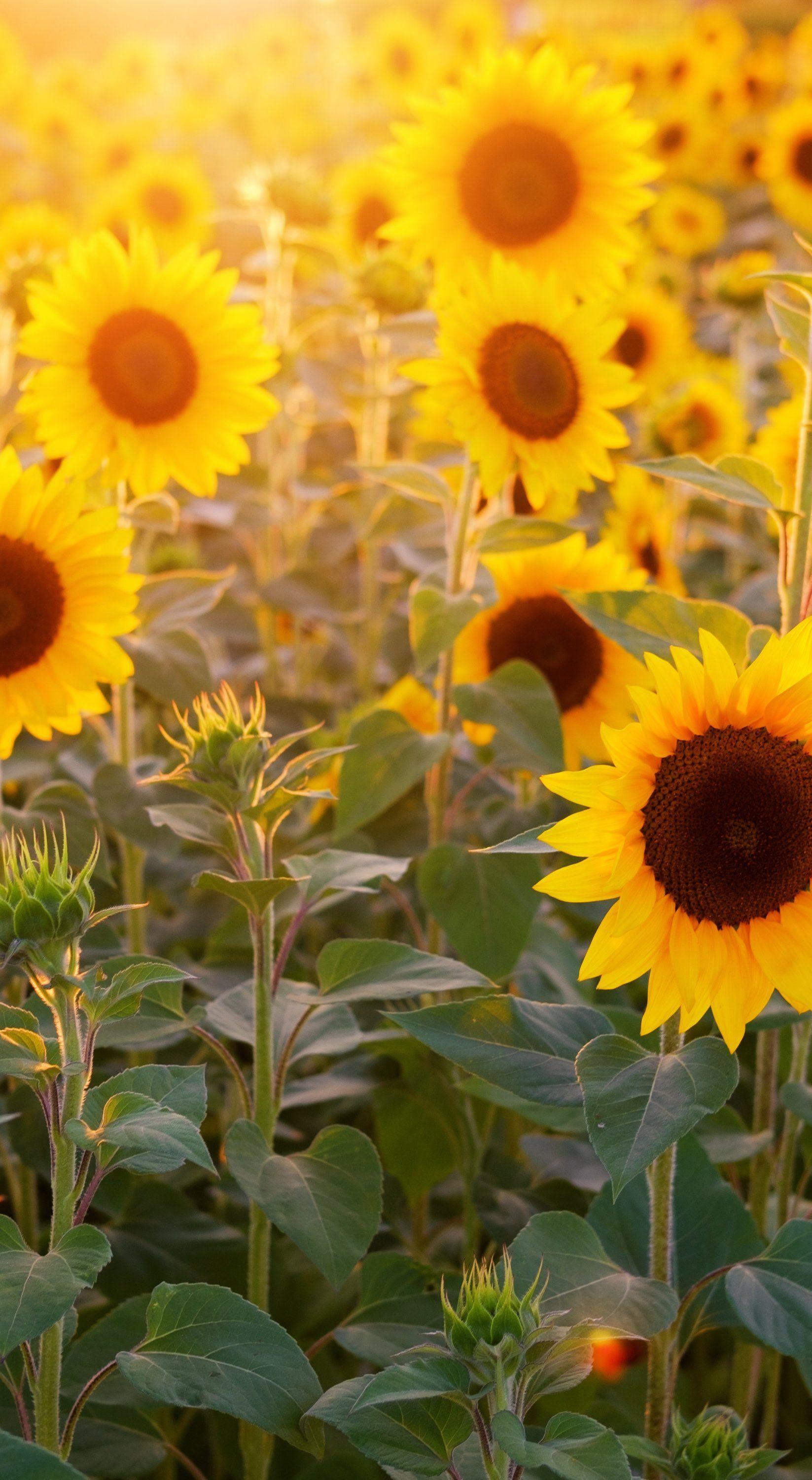 1647x3000 Sunflower Field iPhone Wallpaper, HD Sunflower Field iPhone Background
