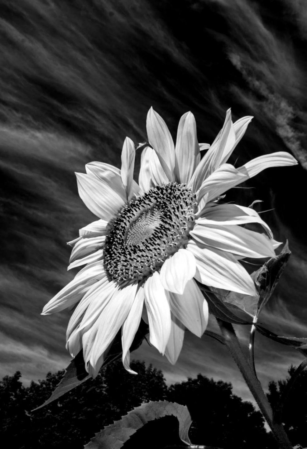 Black Sunflower iPhone Wallpapers - Top Free Black Sunflower iPhone