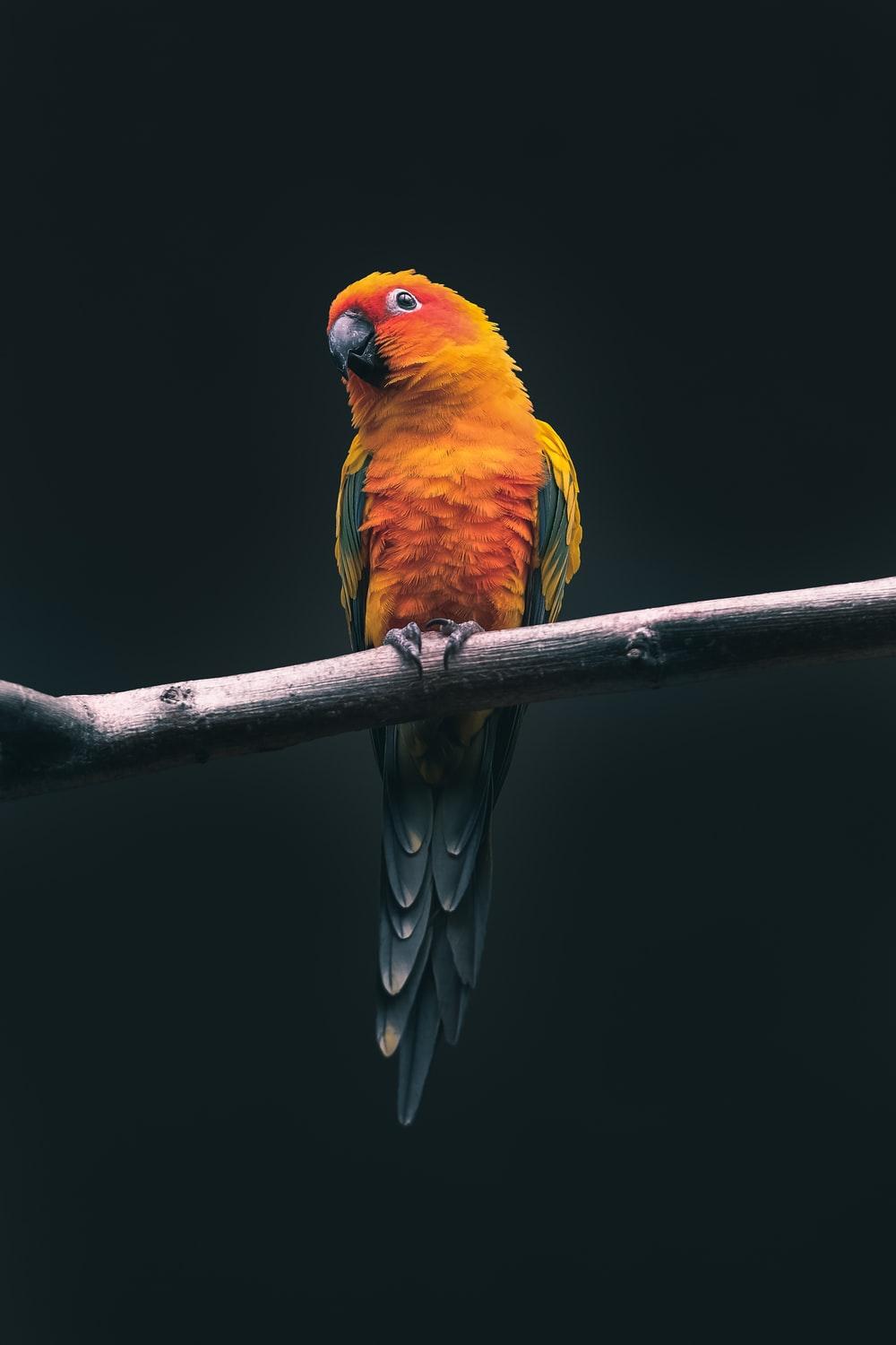 1000x1500 Parrot Picture. Download Free Image