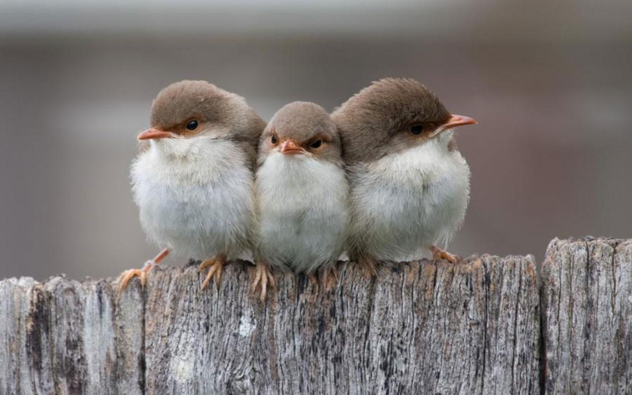 1280x800 Cute Birds wallpaperx800