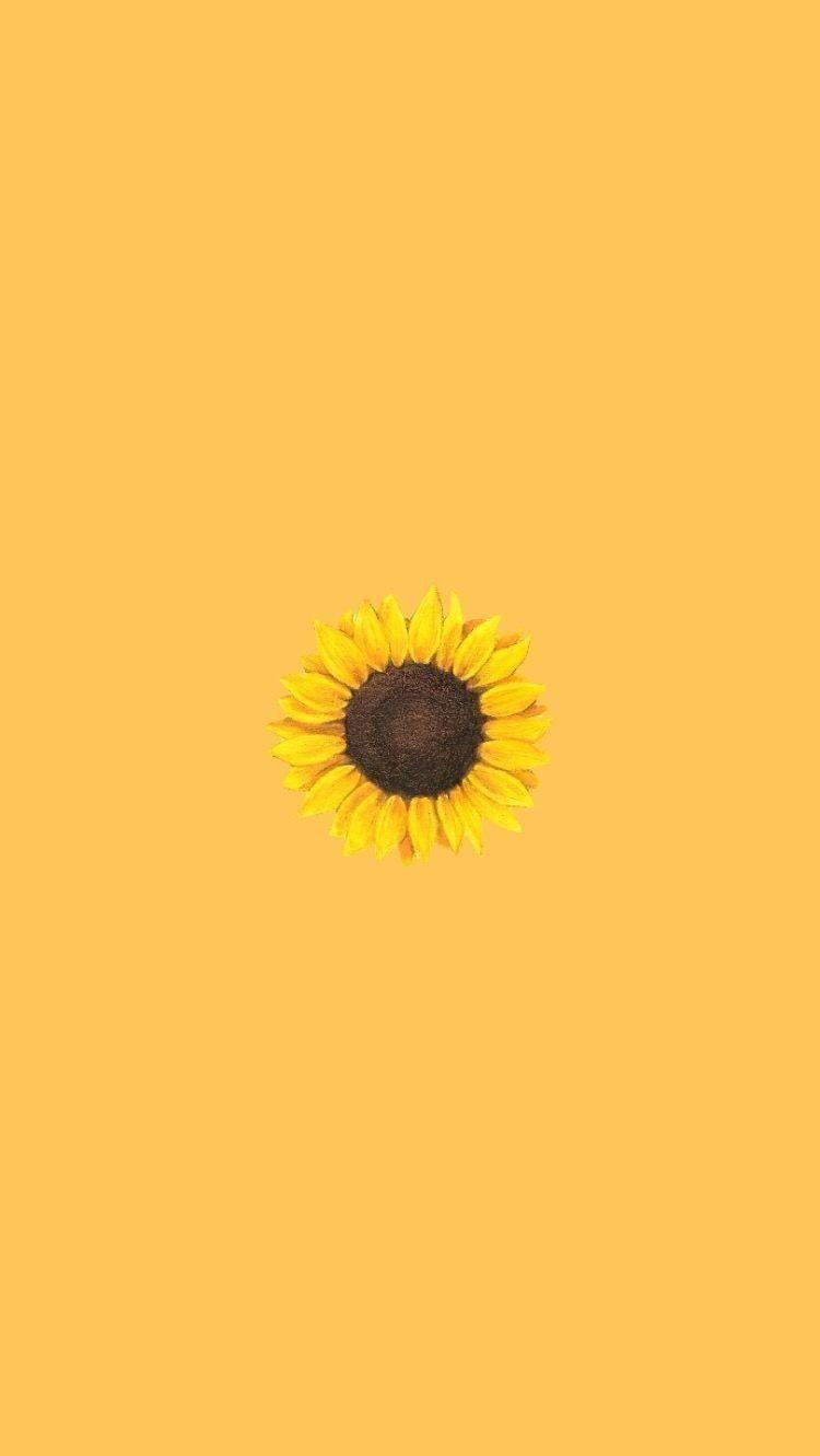 Sunflower iPhone Wallpapers  Wallpaper Cave