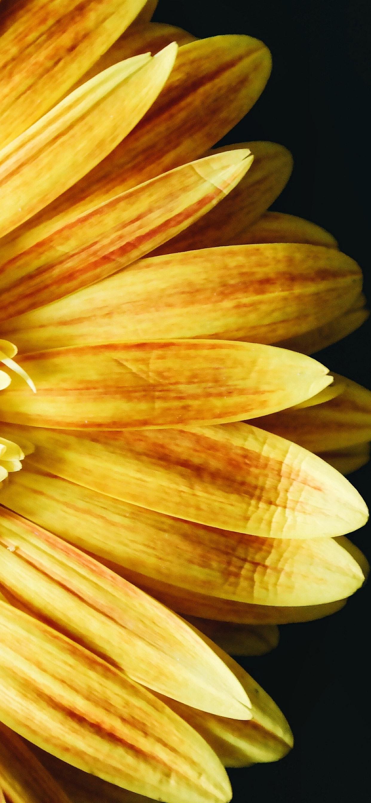 1242x2688 Yellow Sunflower, Petals, Black Background 1242x2688 IPhone 11 Pro XS Max Wallpaper, Background, Picture, Image