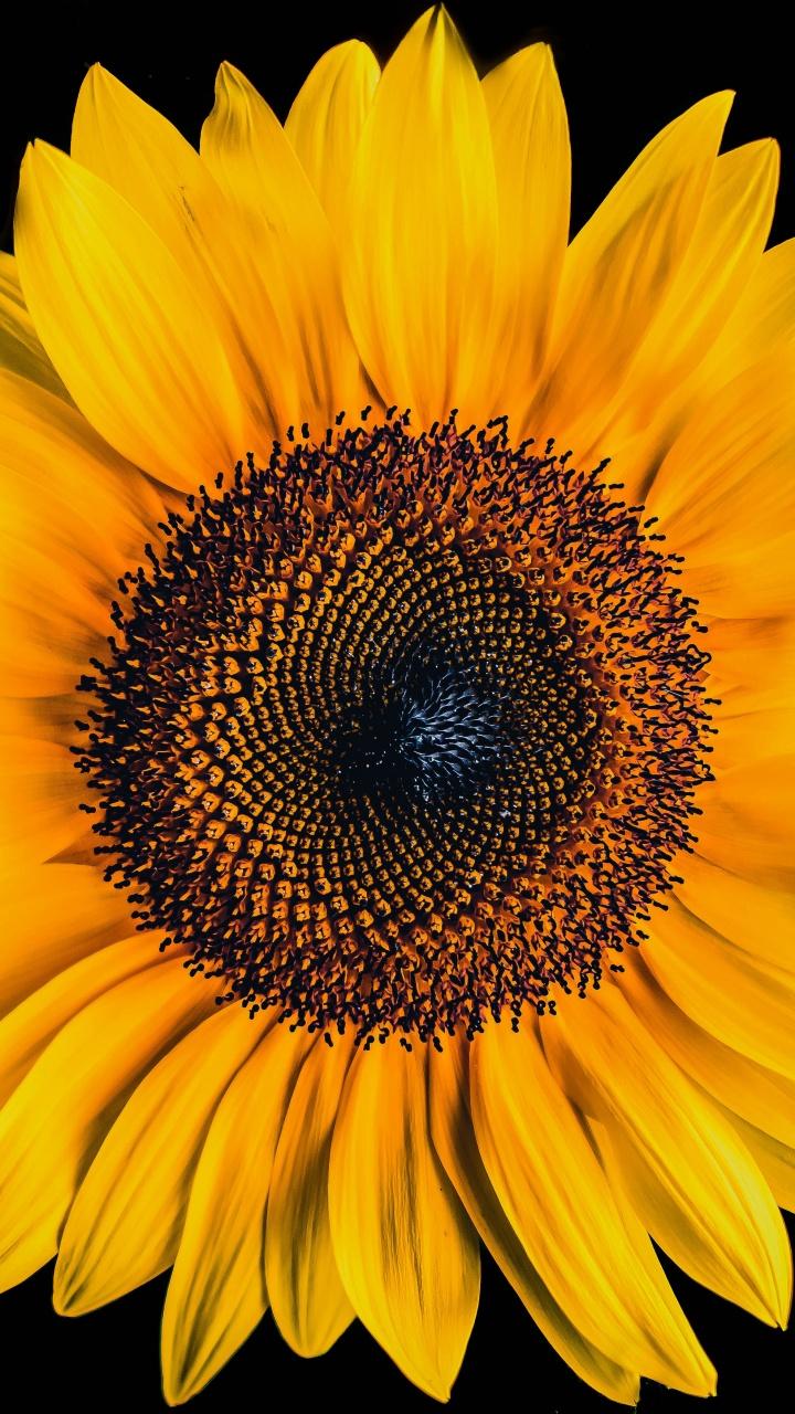 720x1280 Sunflower Wallpaper 4K, Black background, Yellow flower, 5K, Flowers