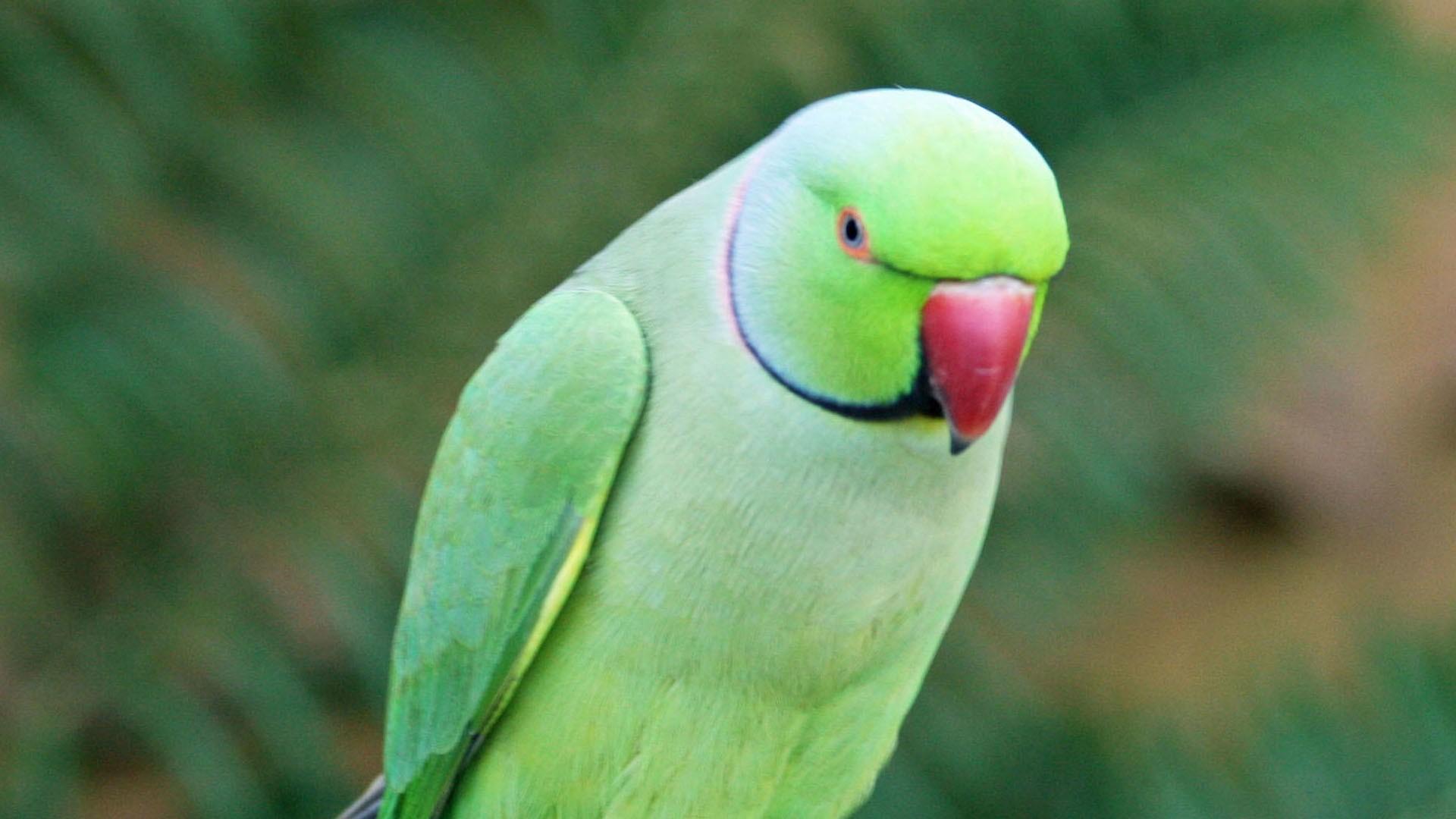 1920x1080 Parrot Wallpaper and HD Background free download on PicGaGa