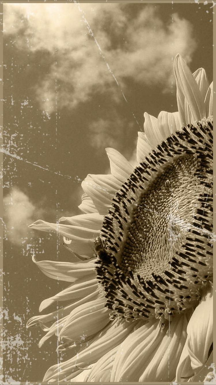 Black Sunflower iPhone Wallpapers - Top Free Black Sunflower iPhone
