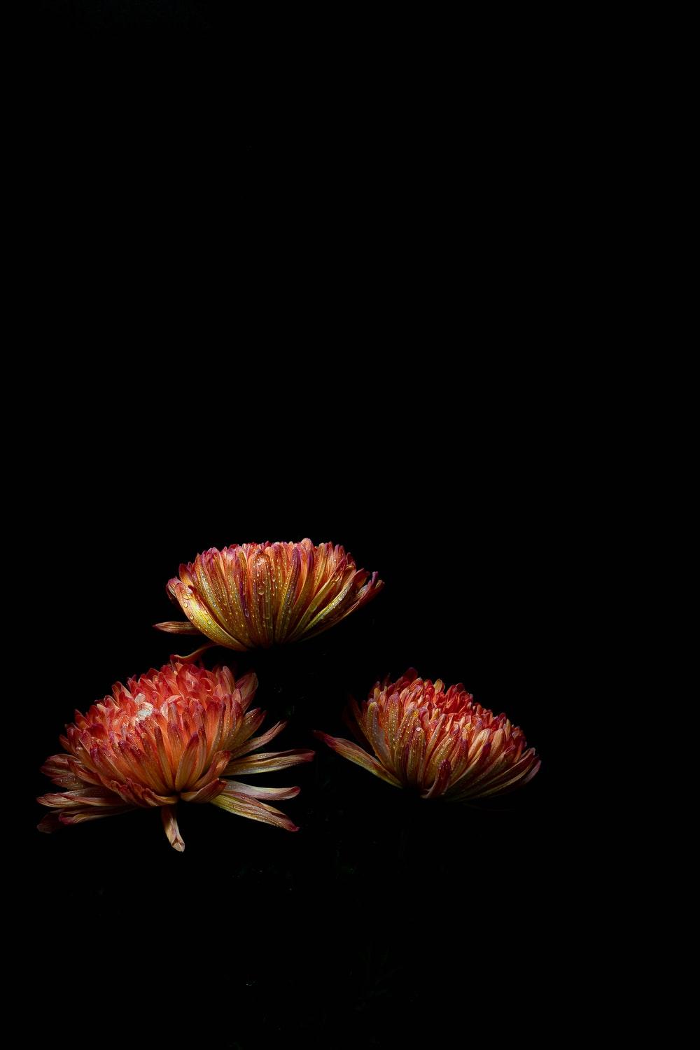 Black Sunflower iPhone Wallpapers - Top Free Black Sunflower iPhone