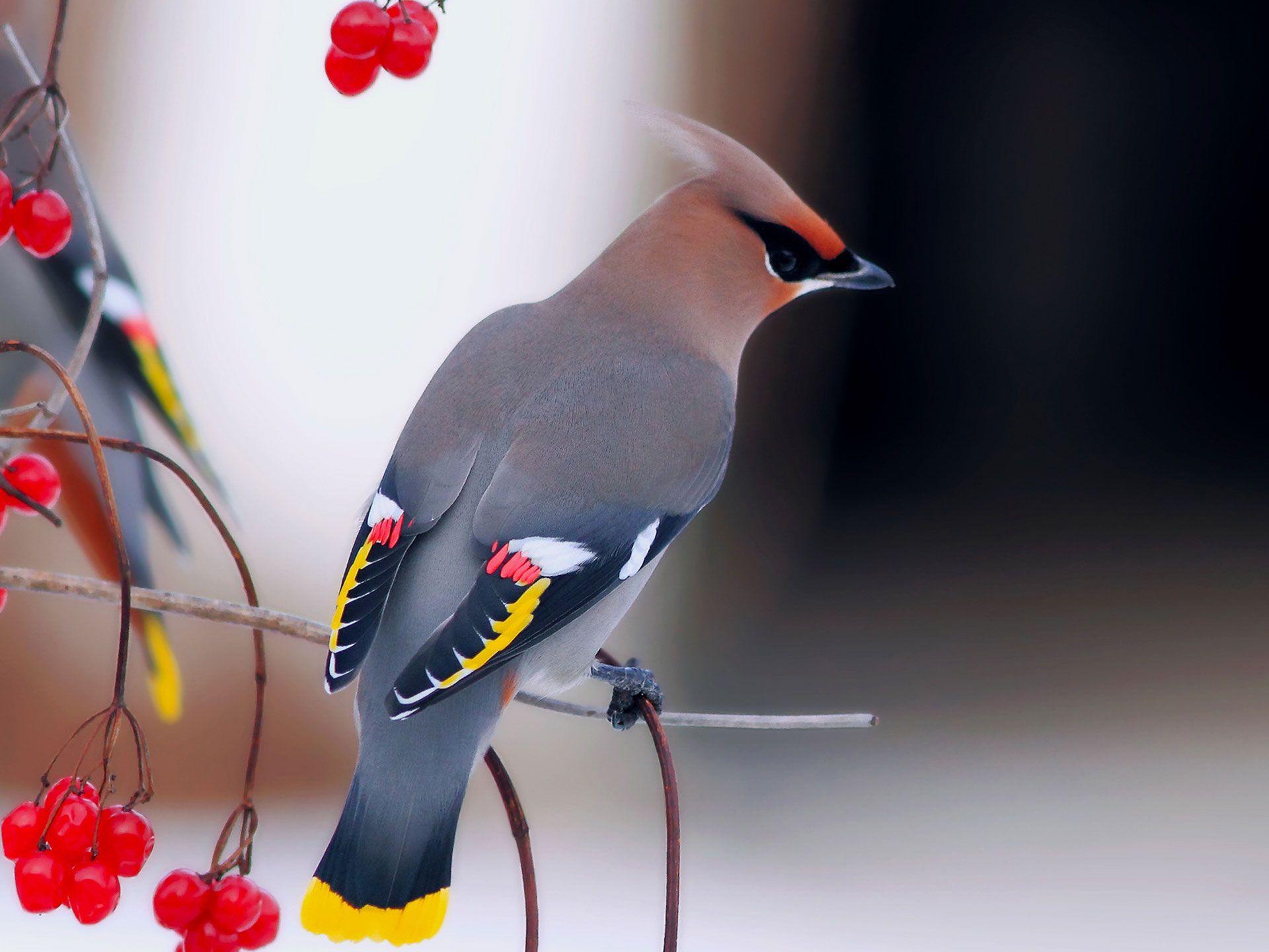 1920x1440 Cute Bird Wallpaper