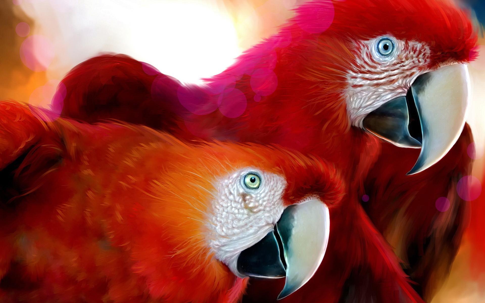 1920x1200 Wallpaper, desktop, cute, birds, red, parrots, theme