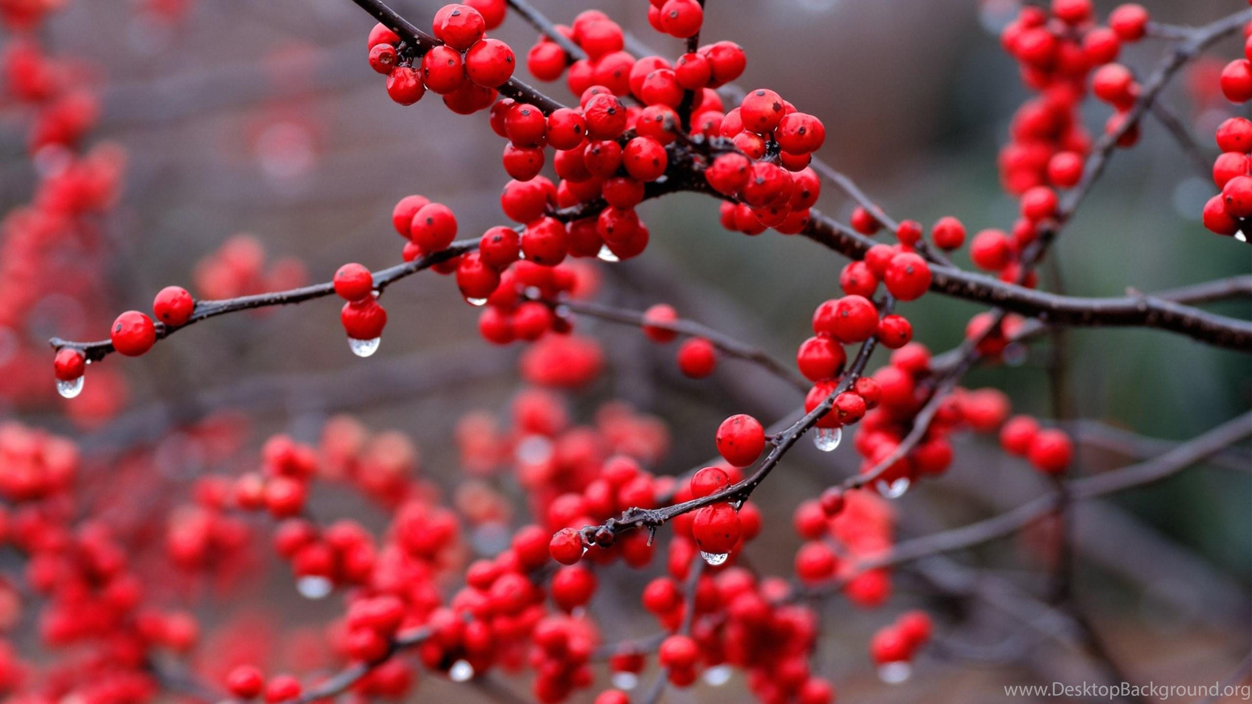 2560x1440 Berries HD Wallpaper HD Wallpaper Background Of Your Choice Desktop Background