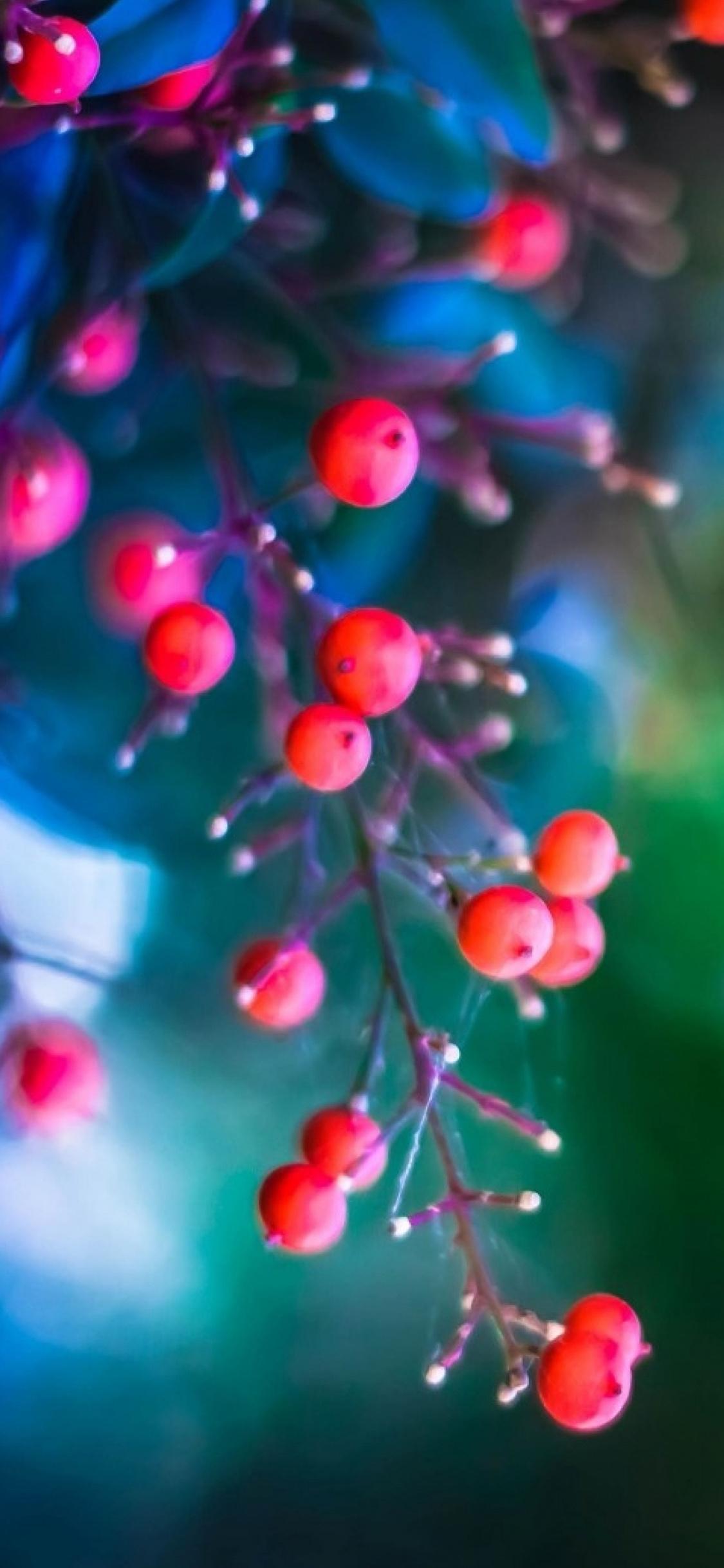 Berries Wallpapers - Top Free Berries Backgrounds - WallpaperAccess