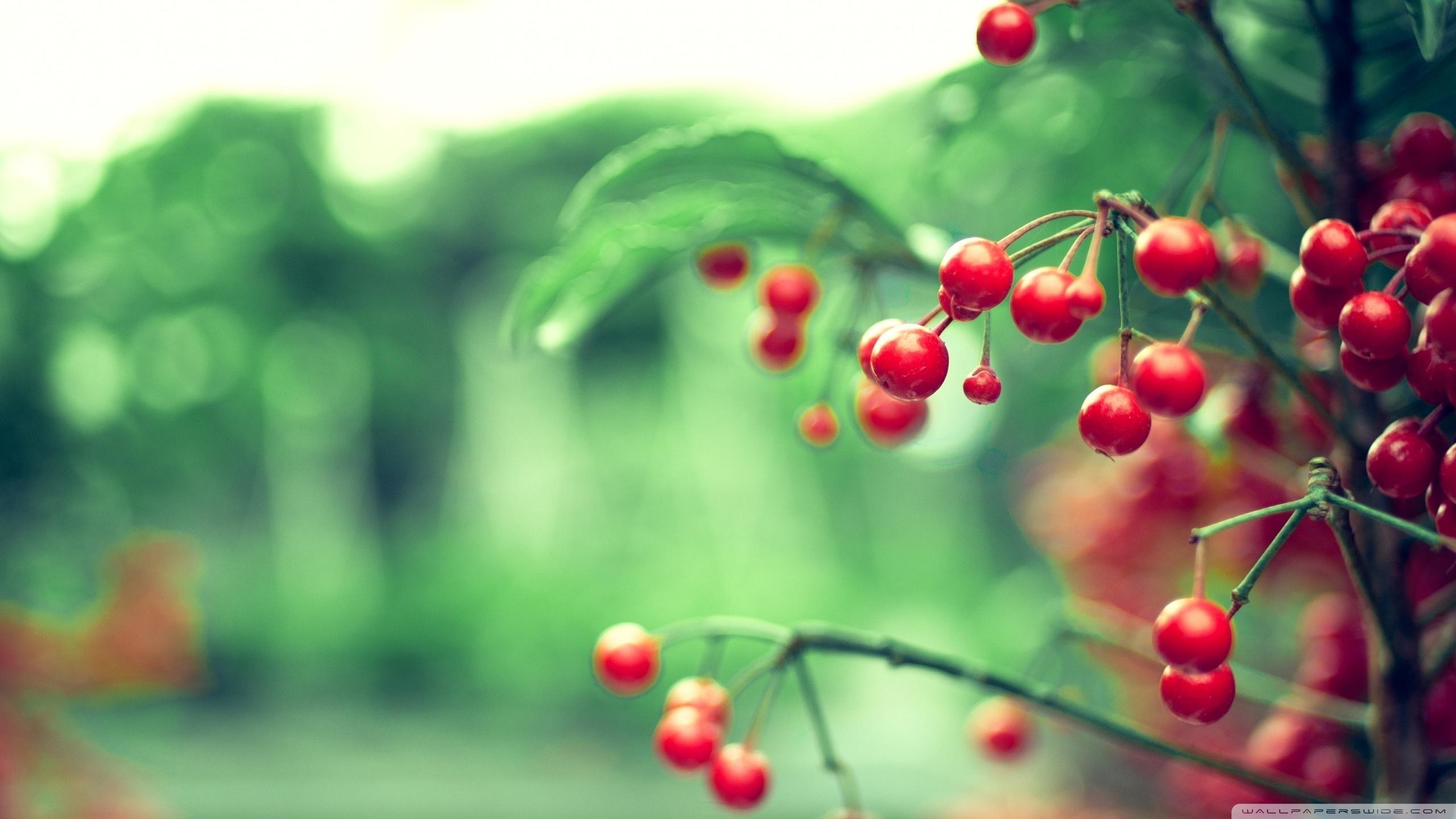 2560x1440 Red Berries Ultra HD Desktop Background Wallpaper for 4K UHD TV : Multi Display, Dual Monitor : Tablet