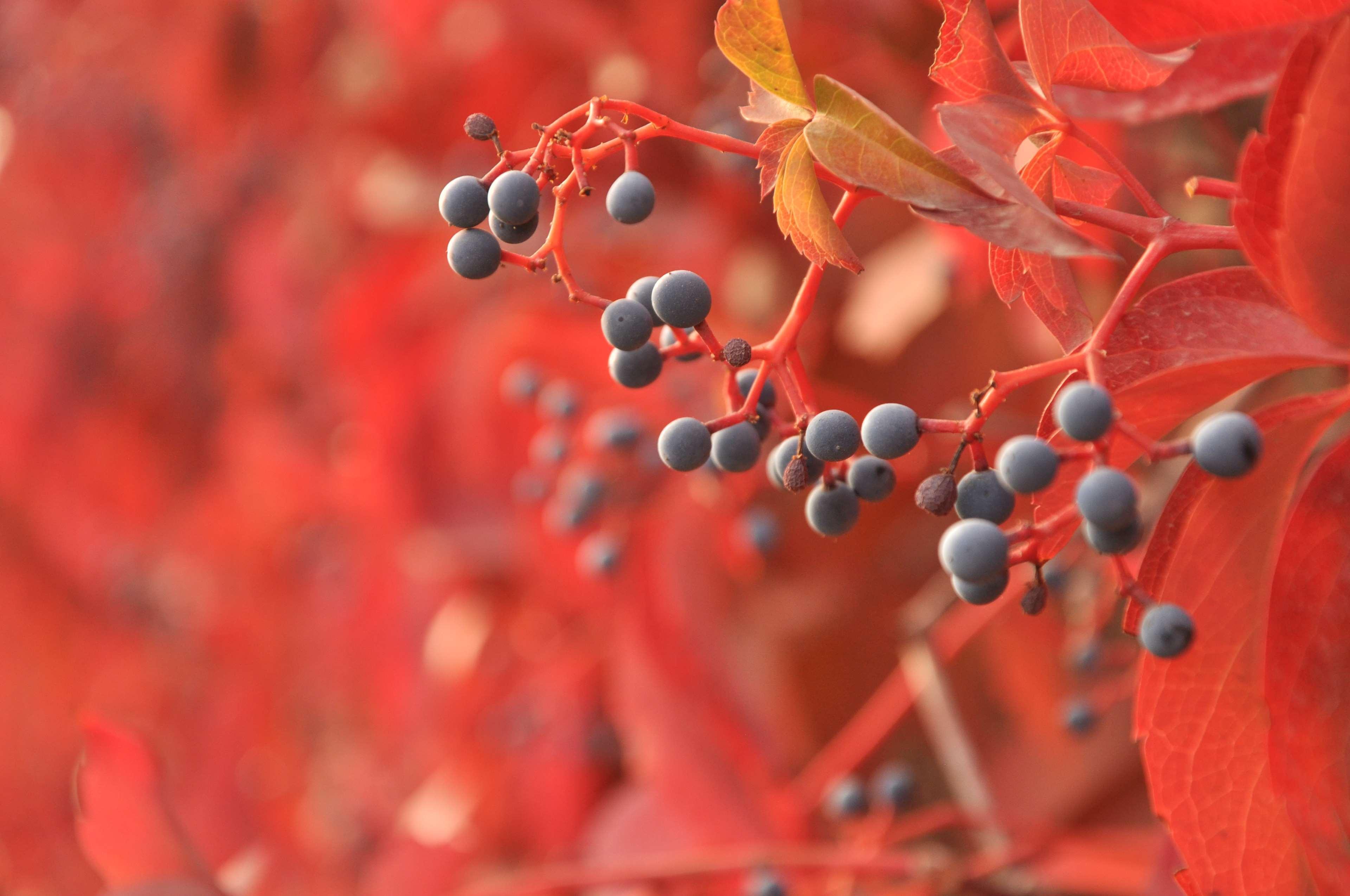 3840x2550 Autumn Berries Wallpaper