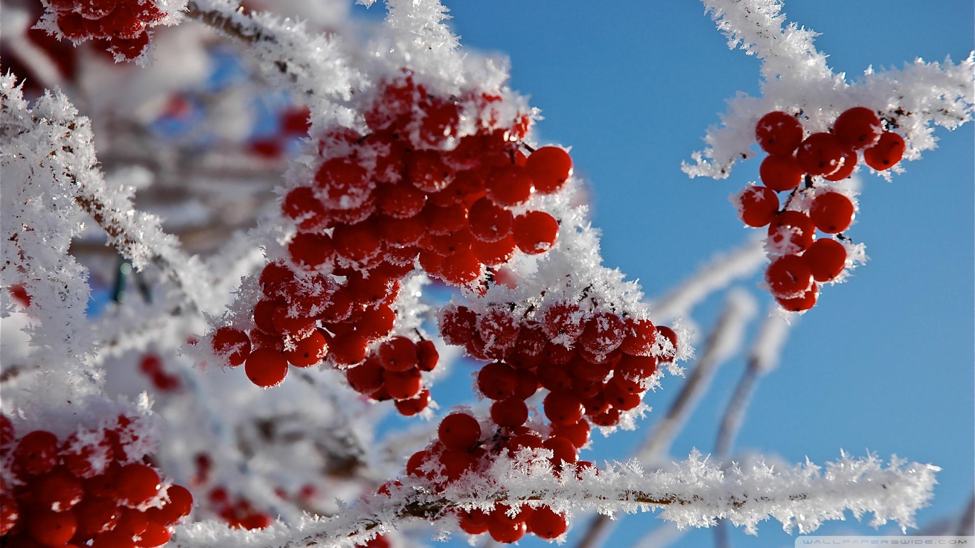 1920x1080 Winter Berries Wallpaper