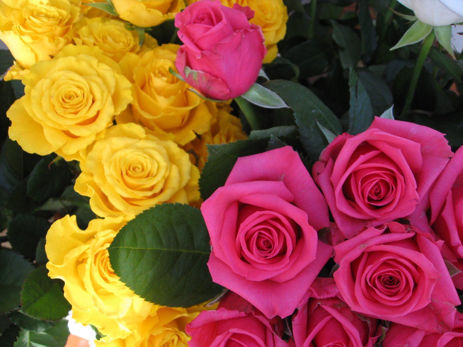 1600x1200 Yellow Roses Wallpaper