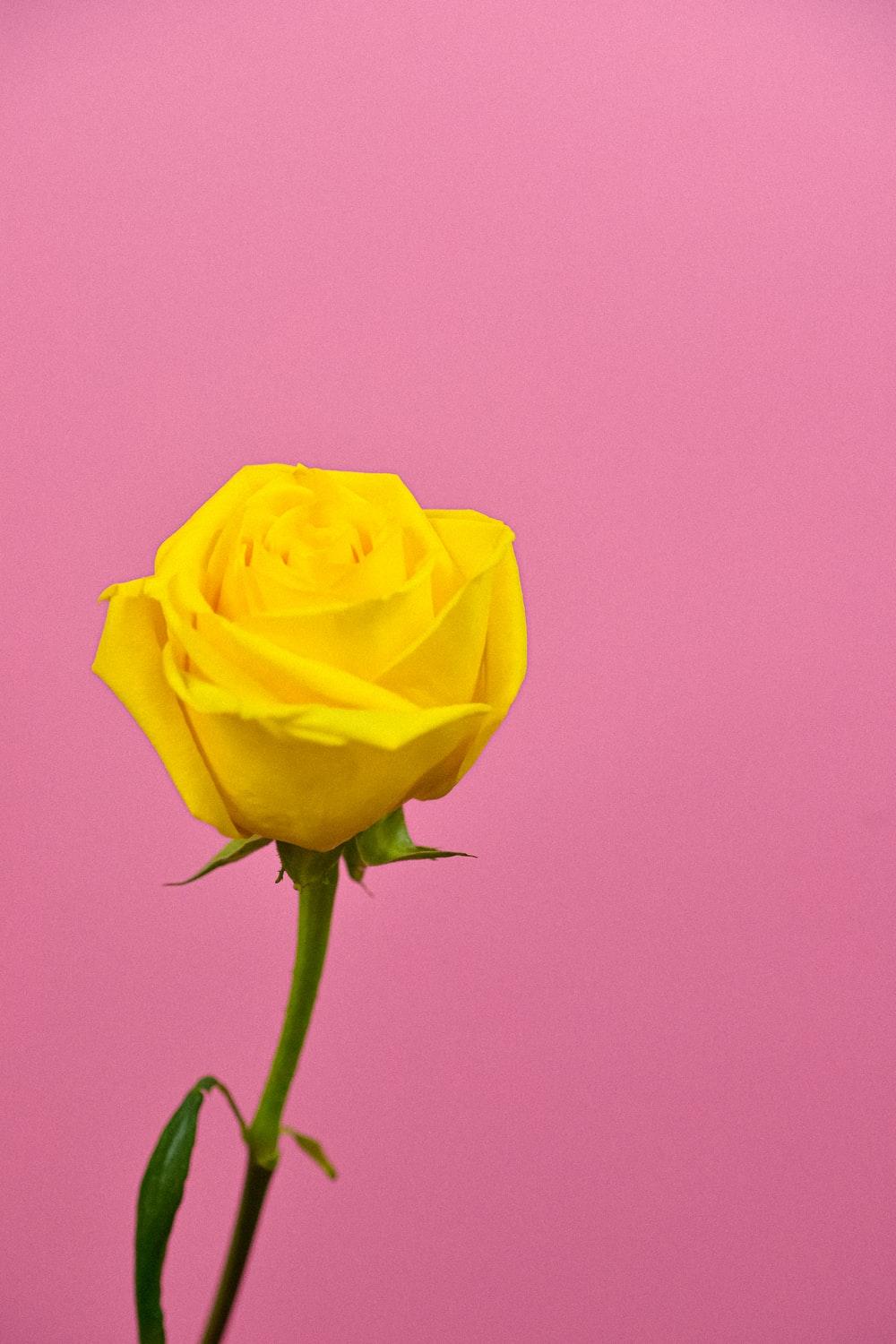 Pink Yellow Flower Wallpapers Top Free Pink Yellow Flower Backgrounds WallpaperAccess