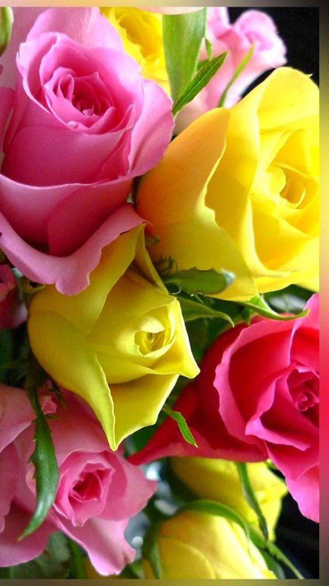 675x1200 Twitter. Beautiful rose flowers, Beautiful flowers, Amazing flowers