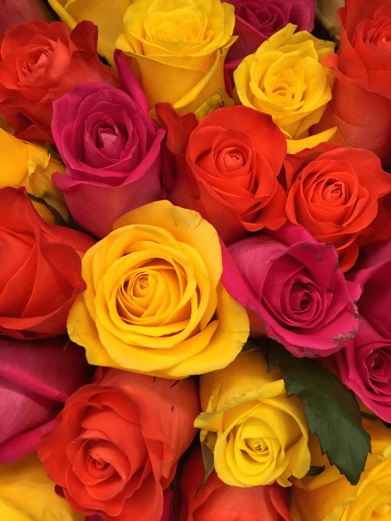 800x1067 Wallpaper Day. bouquet, composition, buds, pink, red, yellow, roses, floristics for HD, 4K Wal. Flower iphone wallpaper, Flower wallpaper, Beautiful rose flowers