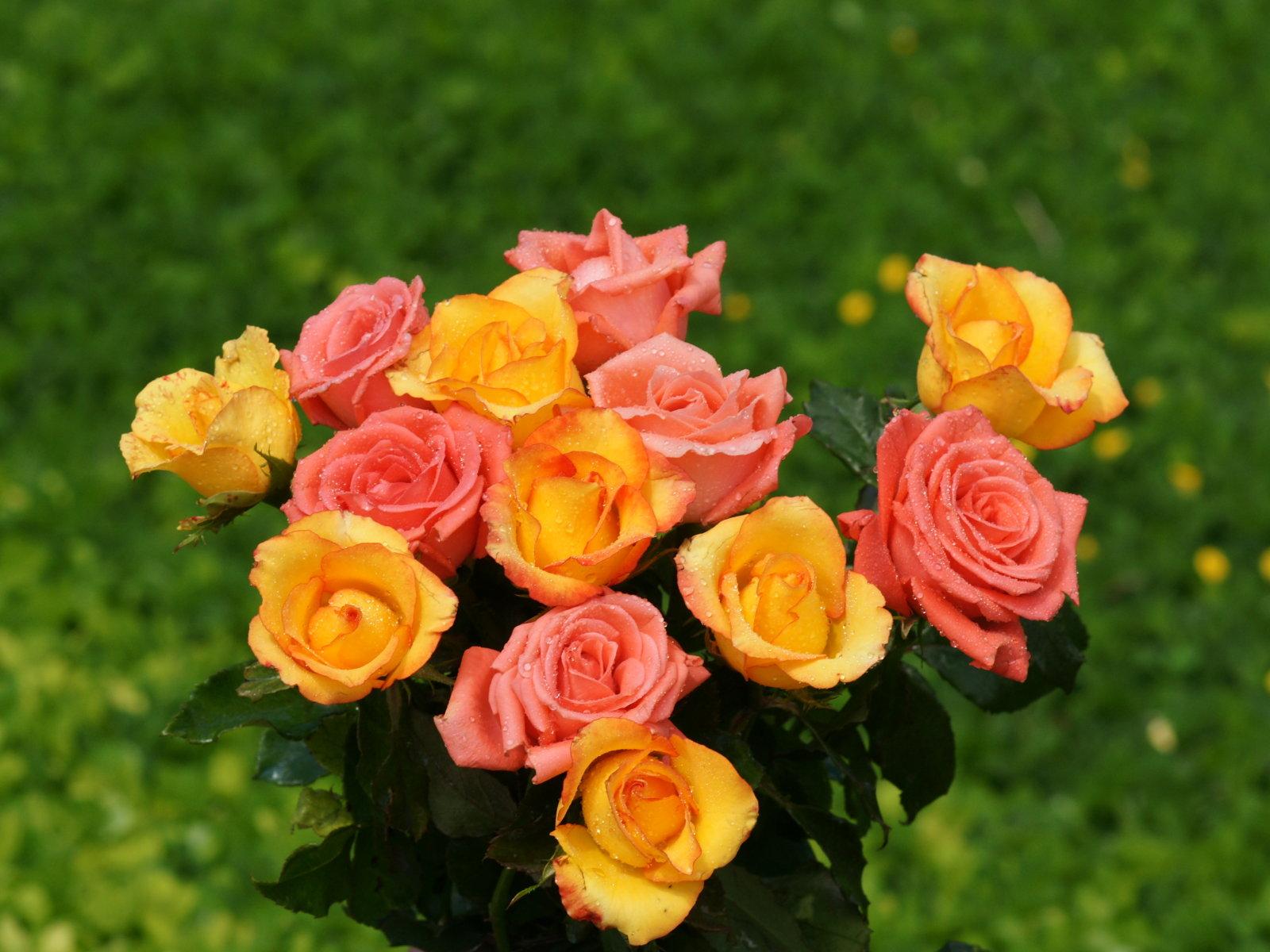 1600x1200 Yellow And Pink Rose