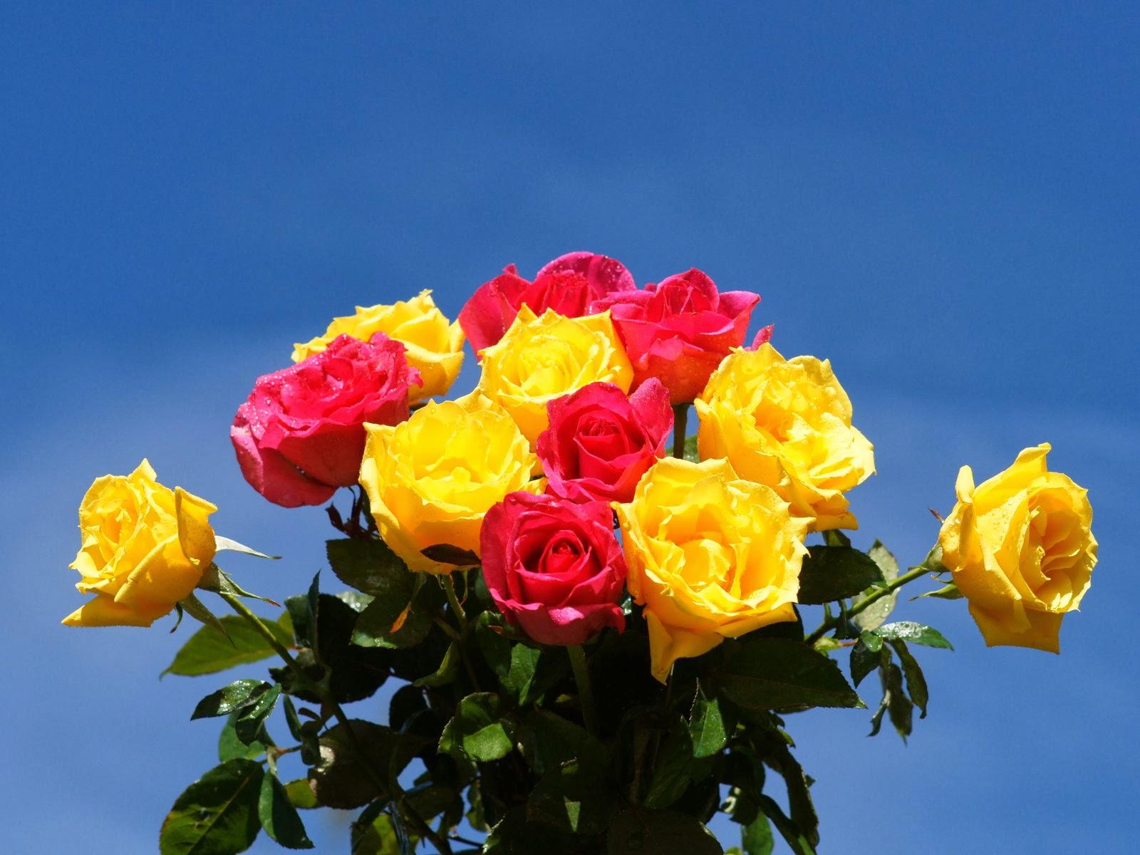 1600x1200 Pink Red And Yellow Roses