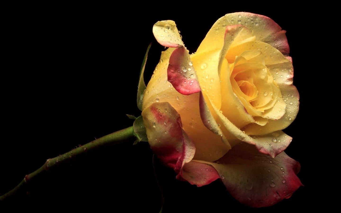 1440x900 Download wallpaper 1440x900 yellow, flower, flowers, petals, rose, pink widescreen 16:10 HD background