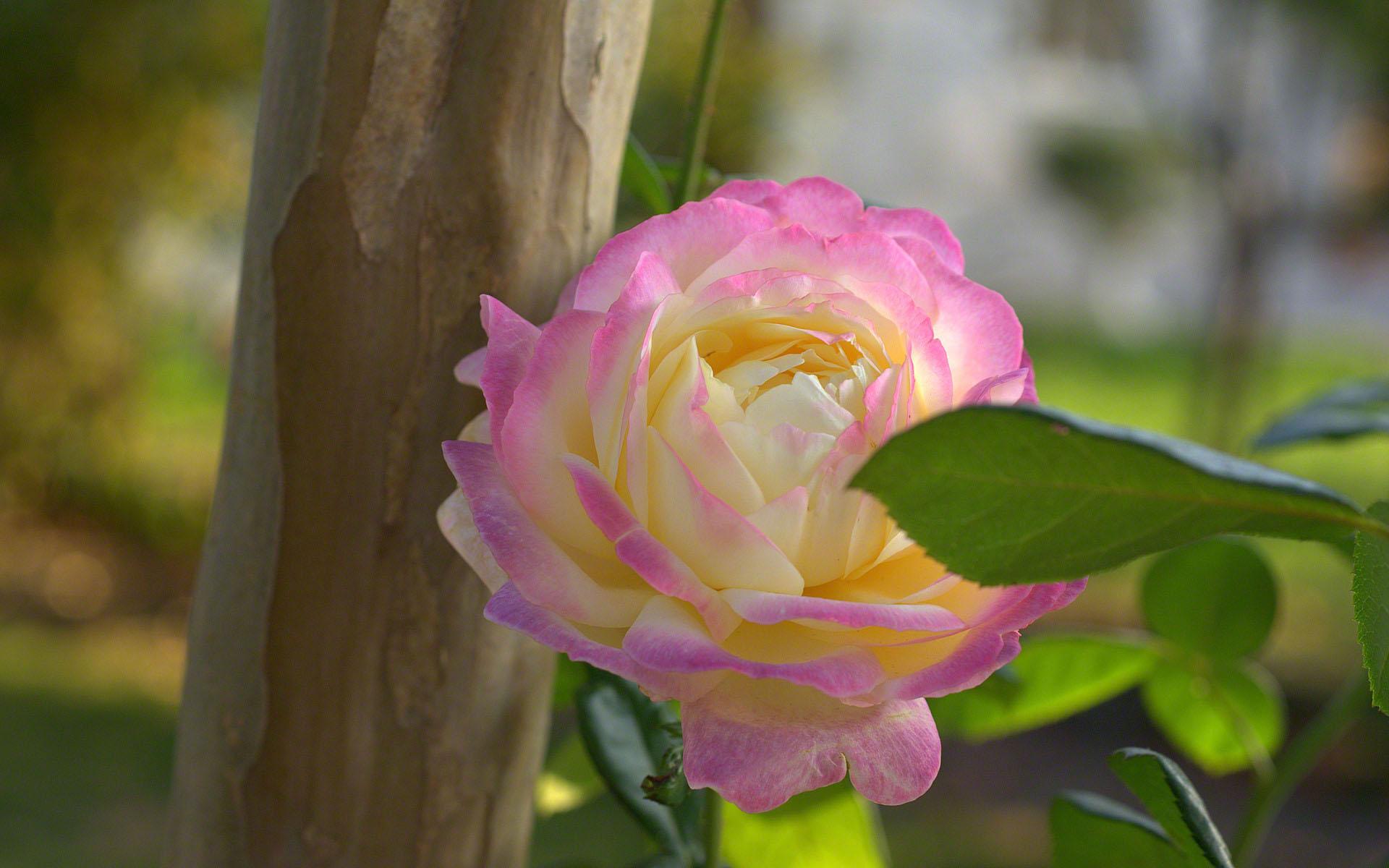 1920x1200 soft pink and yellow rose