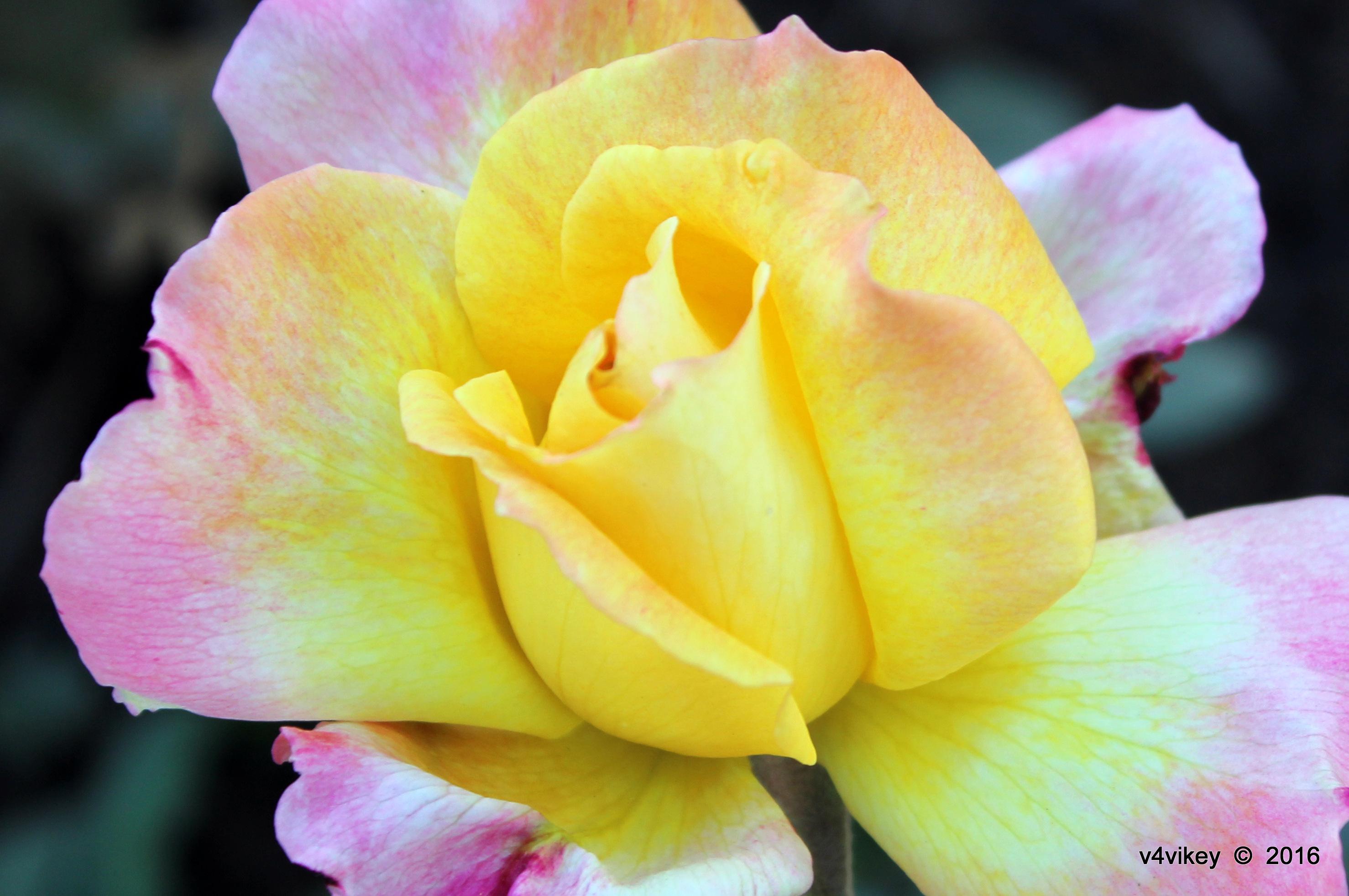 2956x1964 Beautiful Pink Yellow dual shaded Rose Flower Photograph