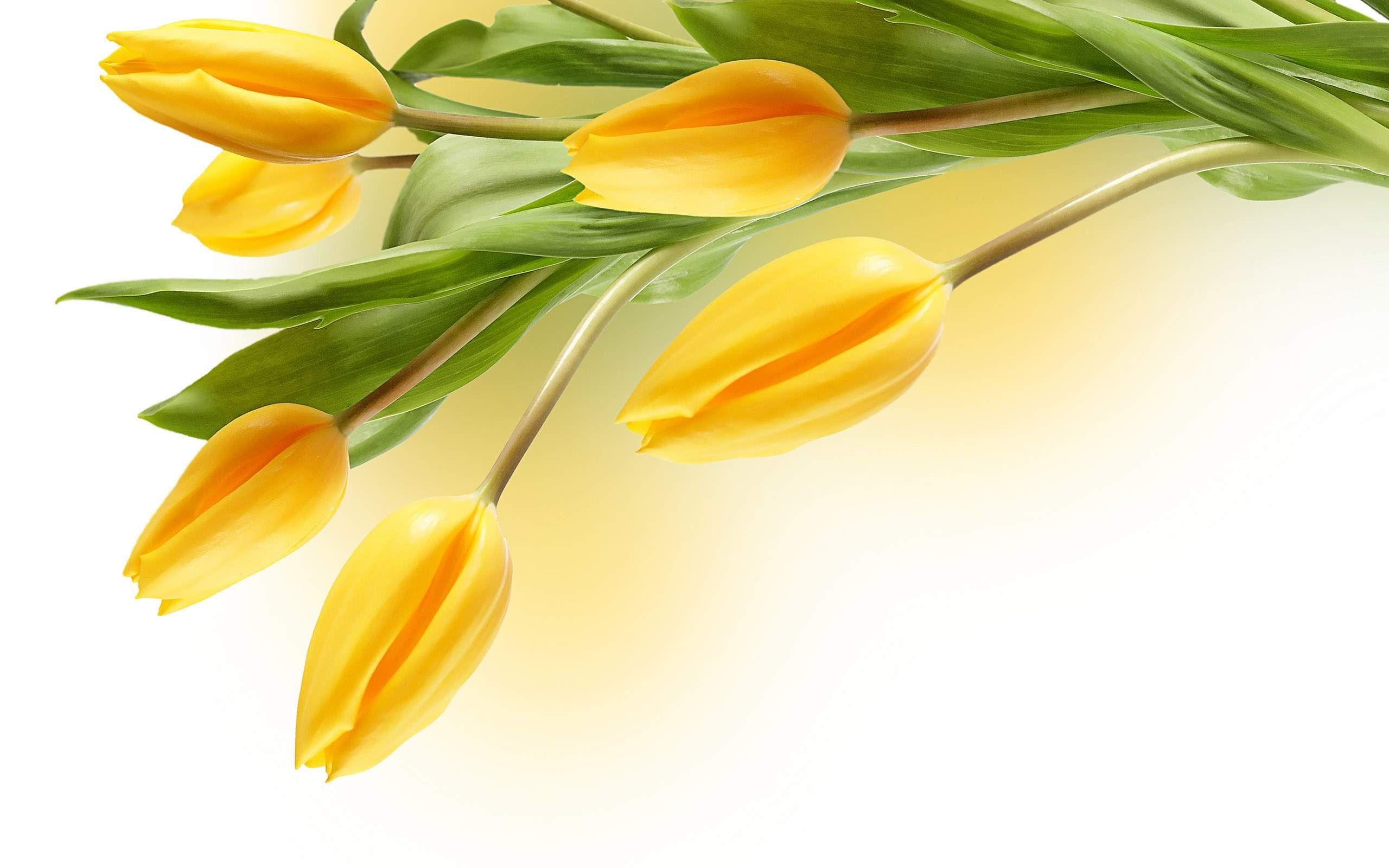 2560x1600 Not Found. Tulip flower picture, Flower desktop wallpaper, Yellow tulips
