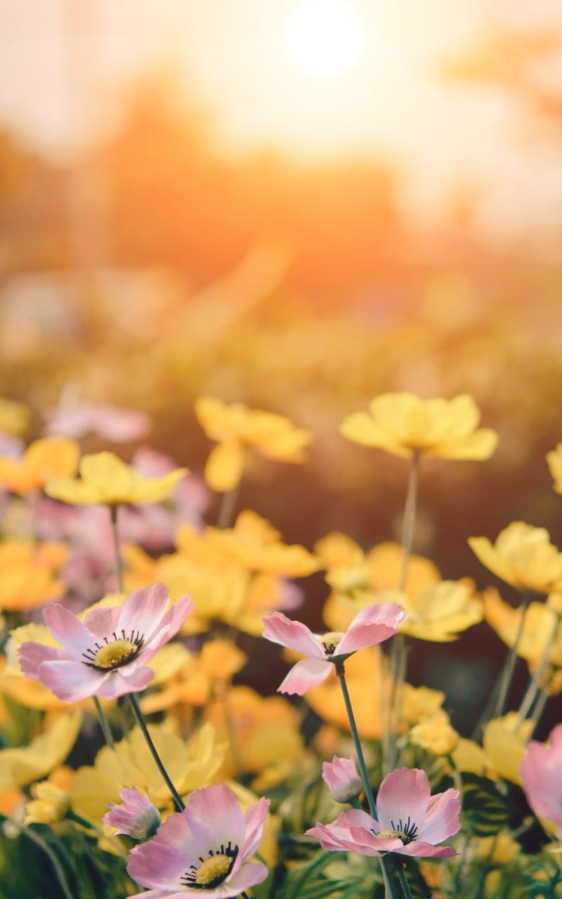 800x1280 Pink And Yellow Flowers 5k Nexus Samsung Galaxy Tab Note Android Tablets HD 4k Wallpaper, Image, Background, Photo and Picture