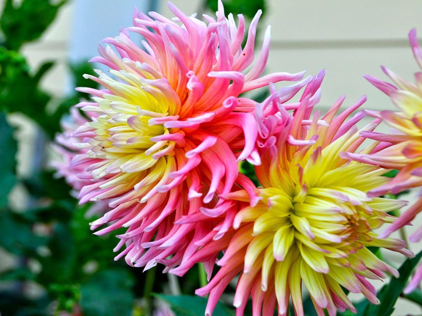 1600x1200 Spider Dahlia Pink And Yellow Flowers 4k HD Desktop Wallpaper For Tablets And Mobile Phones 1920х1200 :