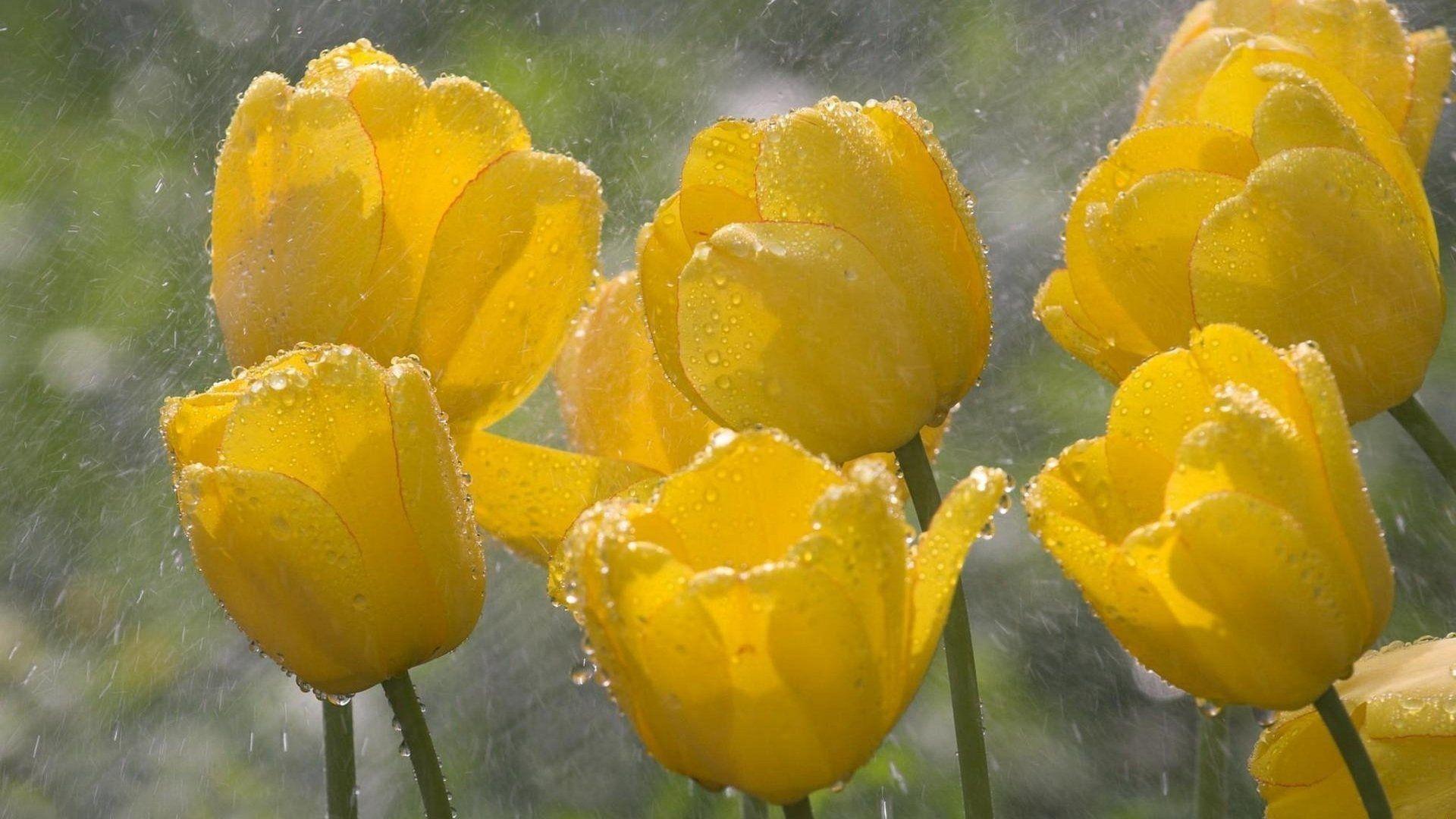 1920x1080 flowers in the rain. yellow flowers in the rain 5784 HD and HQ wallpaper. Pink nature, Tulips, Yellow tulips wallpaper