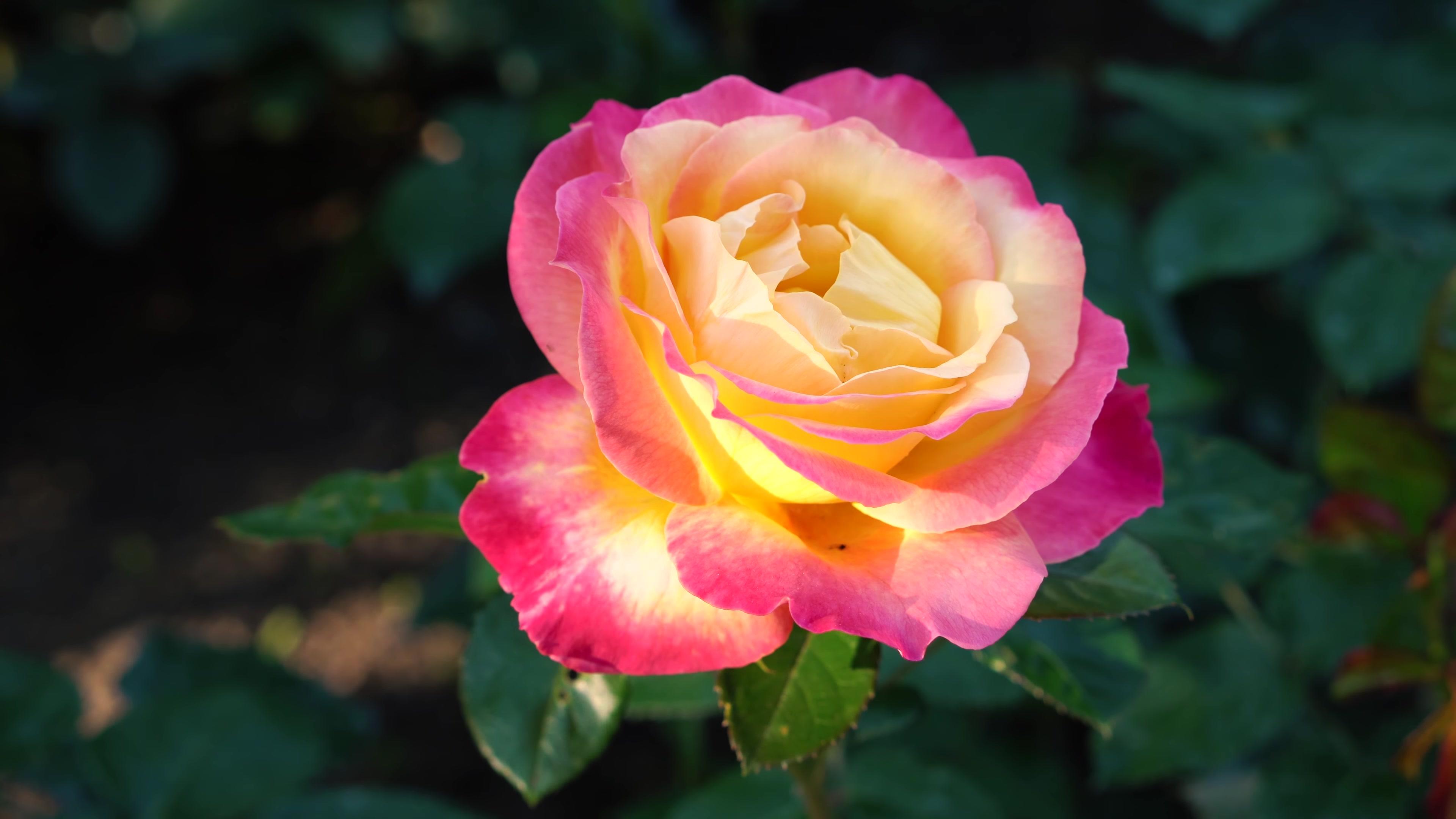 3840x2160 Yellow Rose Flower Wallpaper