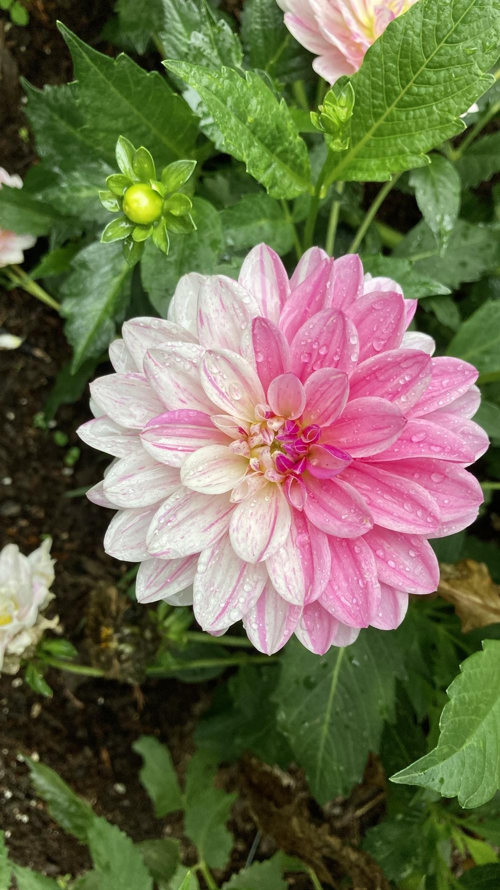 1000x1778 Beautiful Flower Image. Download Free Picture