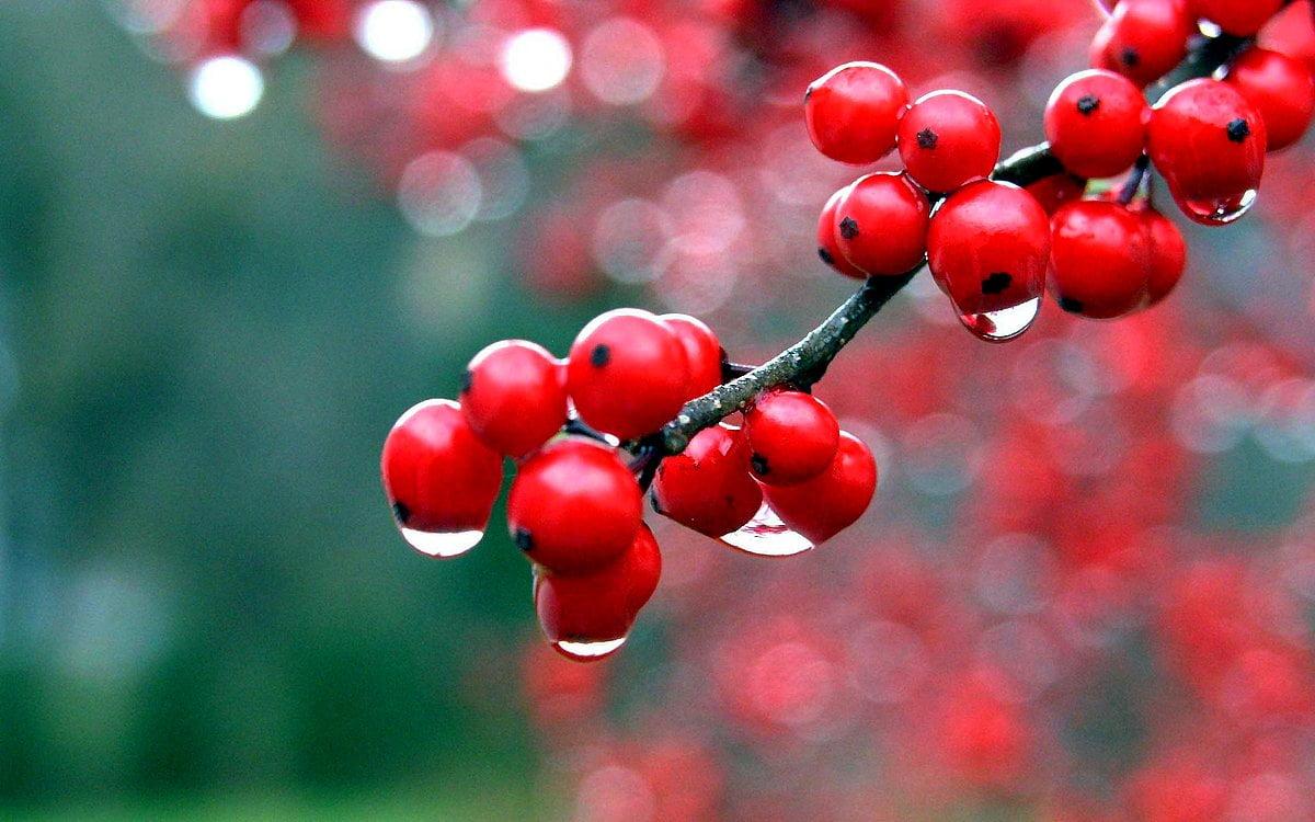 1200x750 Fruits wallpaper HD. Download Free background