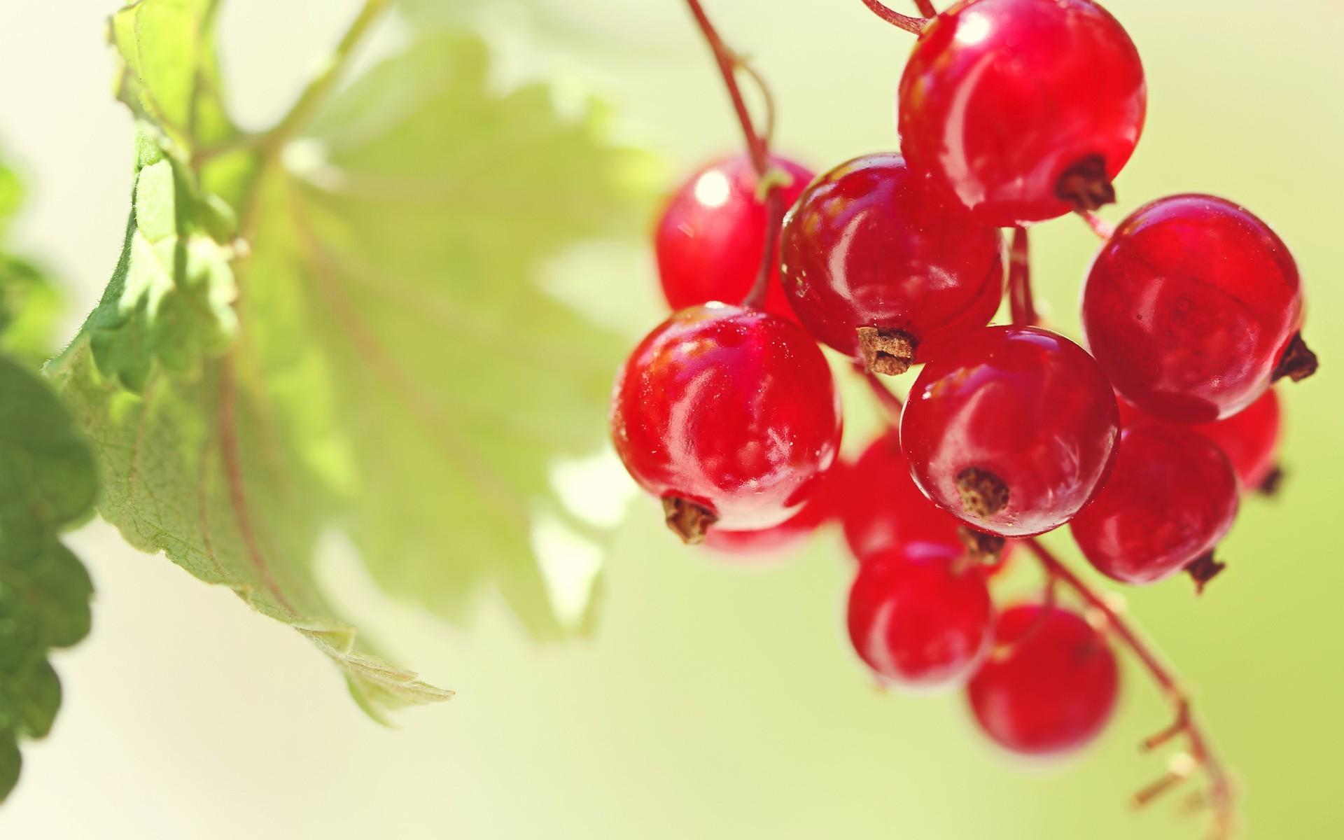1920x1200 1920x Beautiful Red Cherry Macro Wallpaper Background Fruits Wallpaper HD