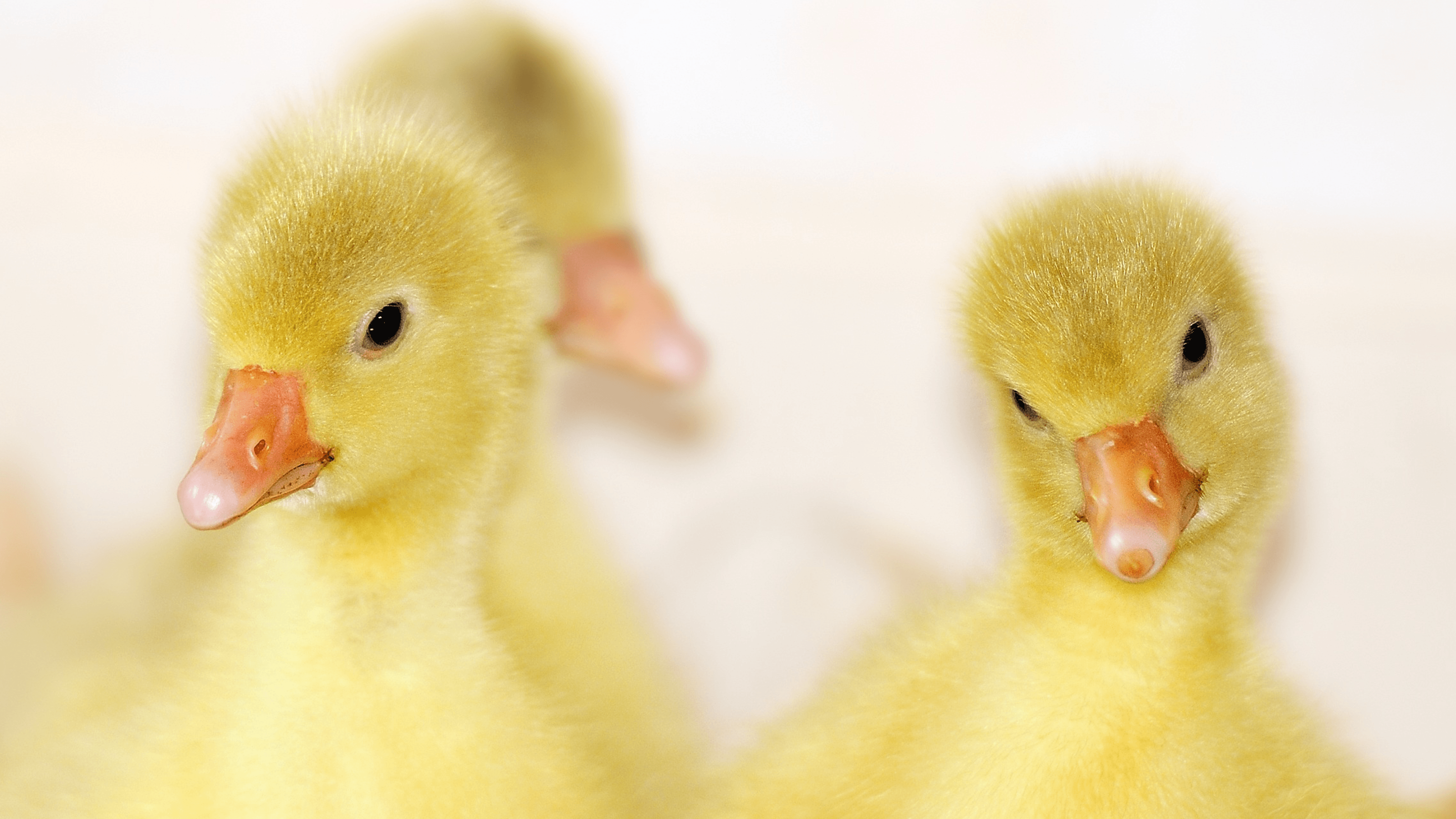 3840x2160 Download Baby Ducks Laptop Wallpaper In UHD 4K .0015