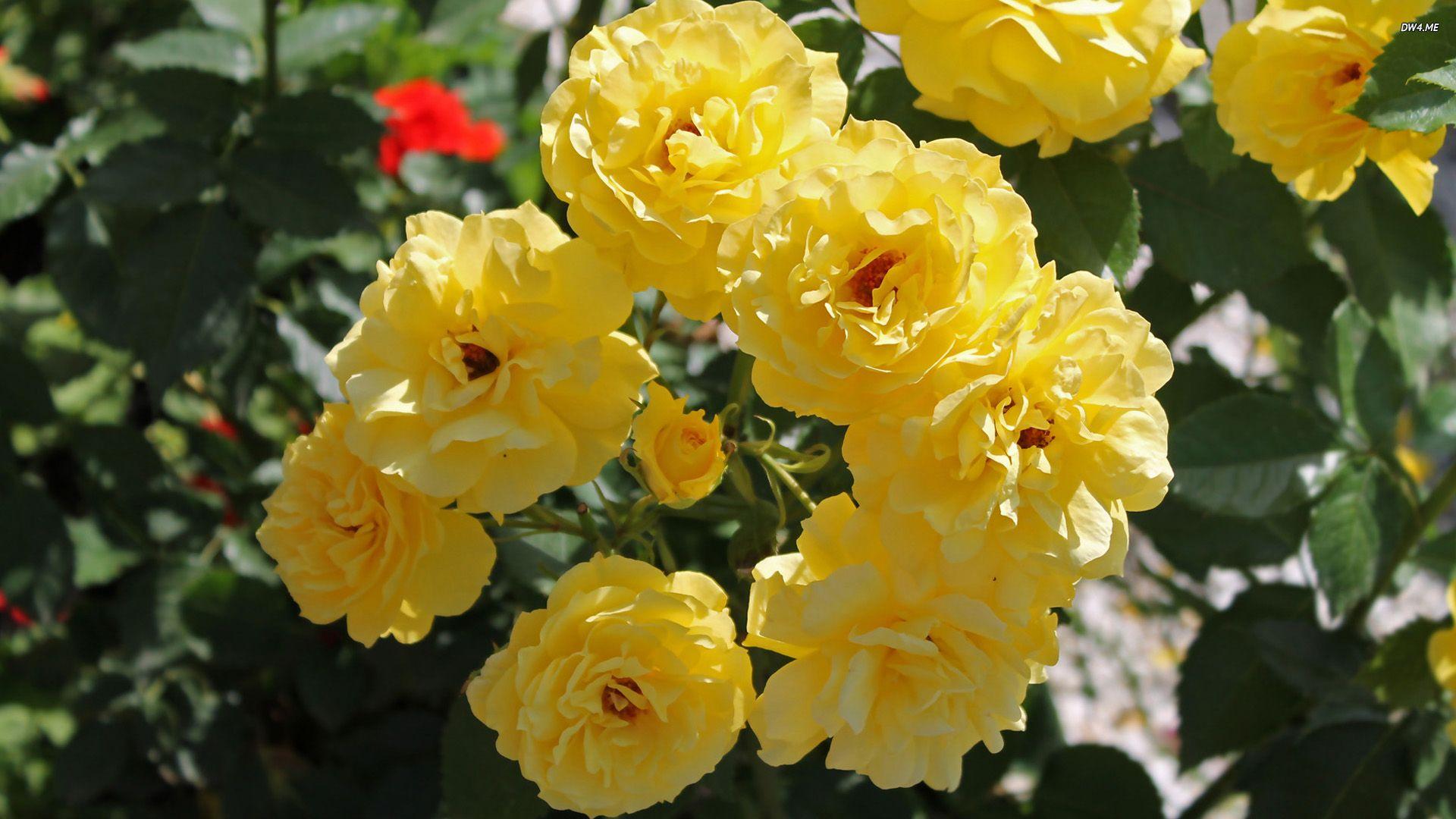 1920x1080 FXA41 4K Ultra HD Yellow Rose Wallpaper, Yellow Rose Wallpaper