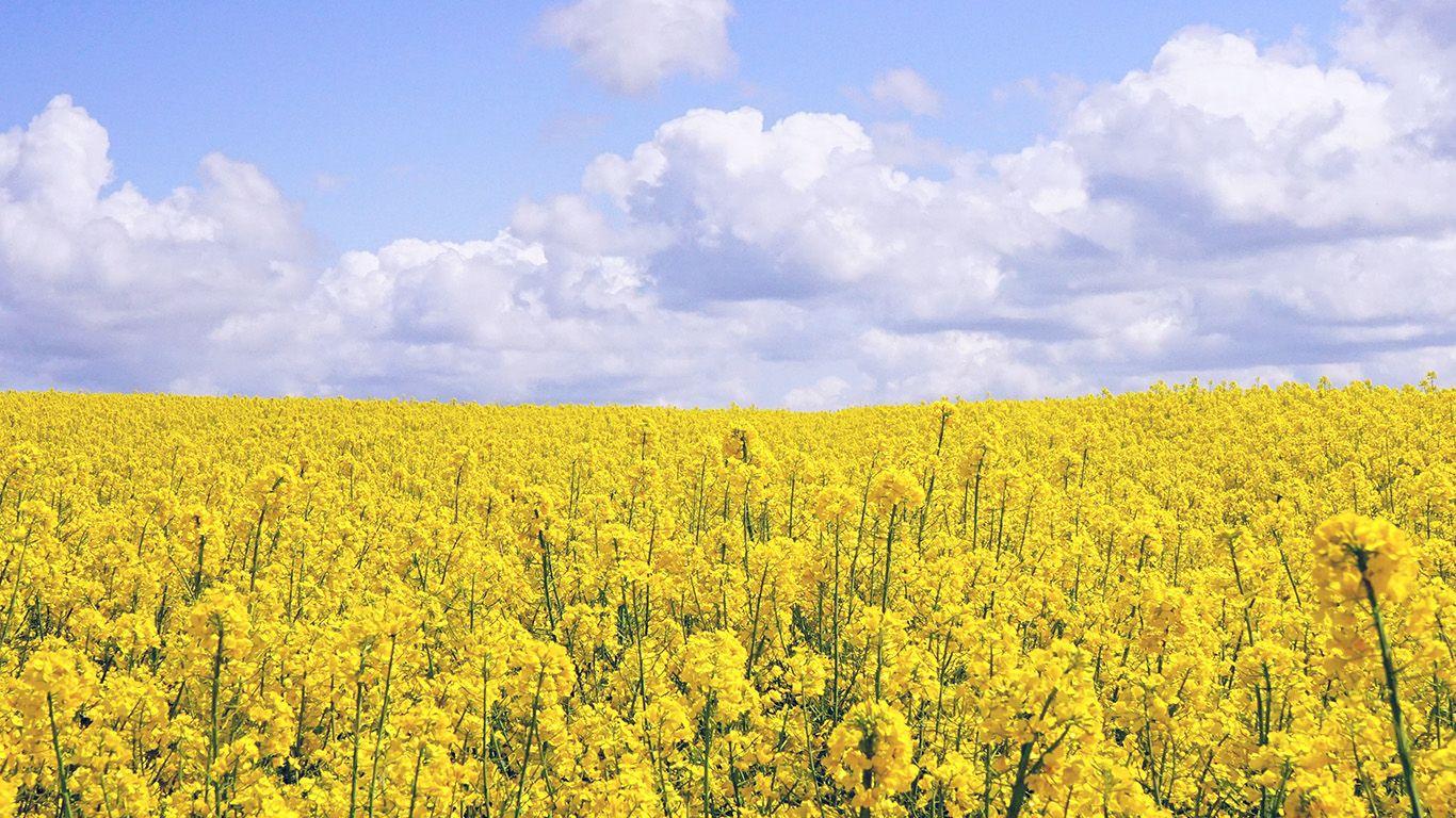 1366x768 wallpaper for desktop, laptop. yellow flower jeju nari