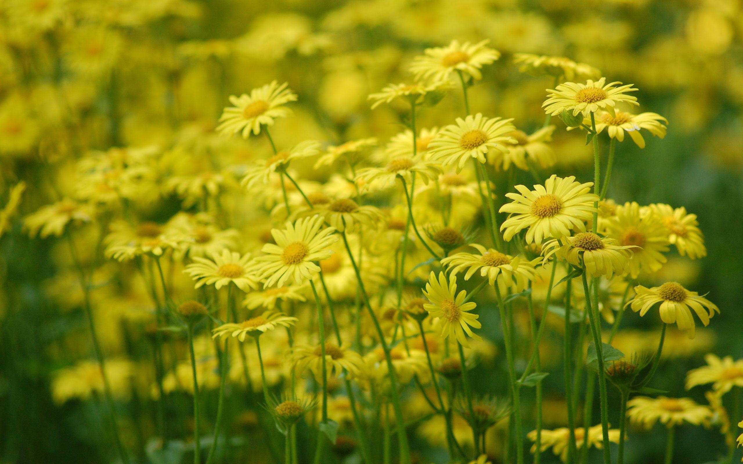 Yellow Laptop Wallpapers Top Free Yellow Laptop Backgrounds WallpaperAccess