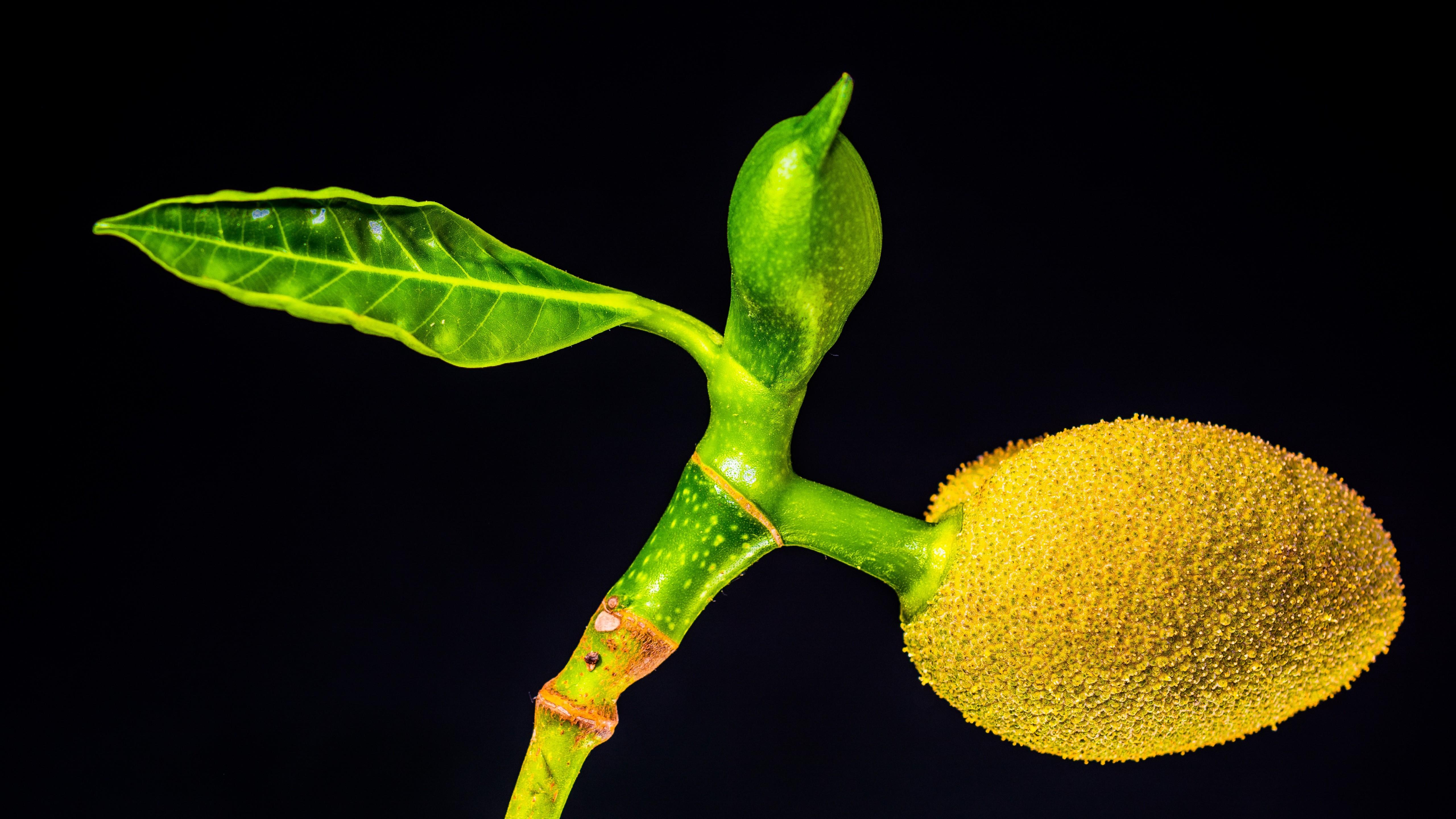 5120x2880 Wallpaper jackfruit, 5k, Food