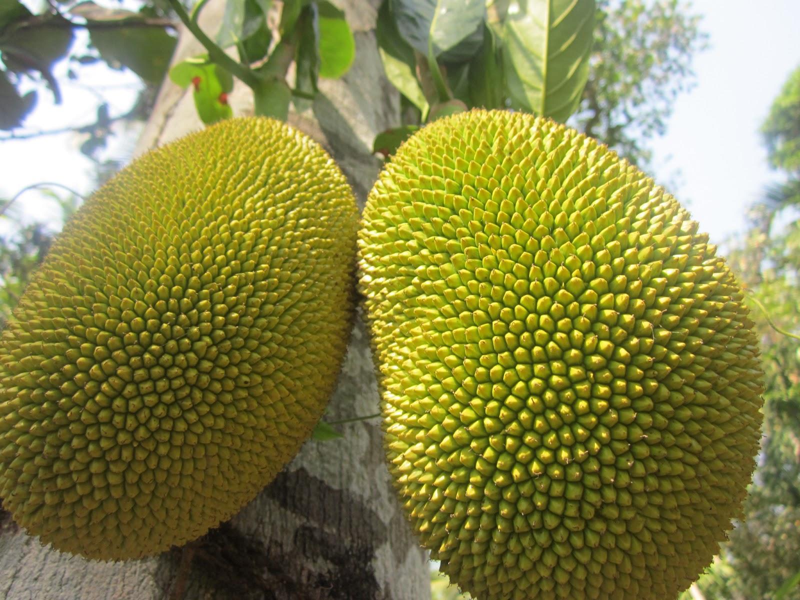 1600x1200 Jackfruit vs Durian: 7 Ways They Are NOT The Same of the Durian