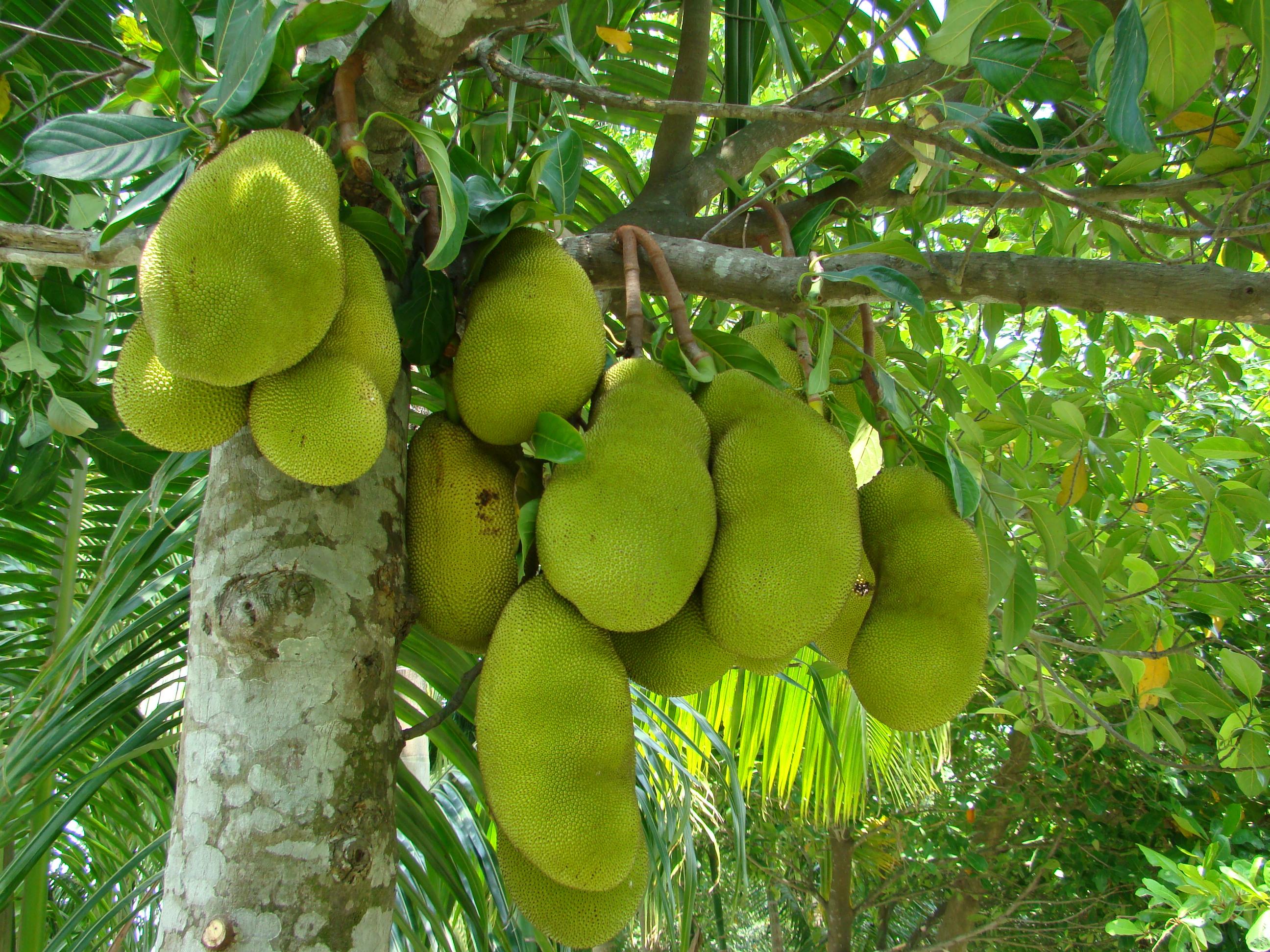 2592x1944 Jackfruit Bangladesh