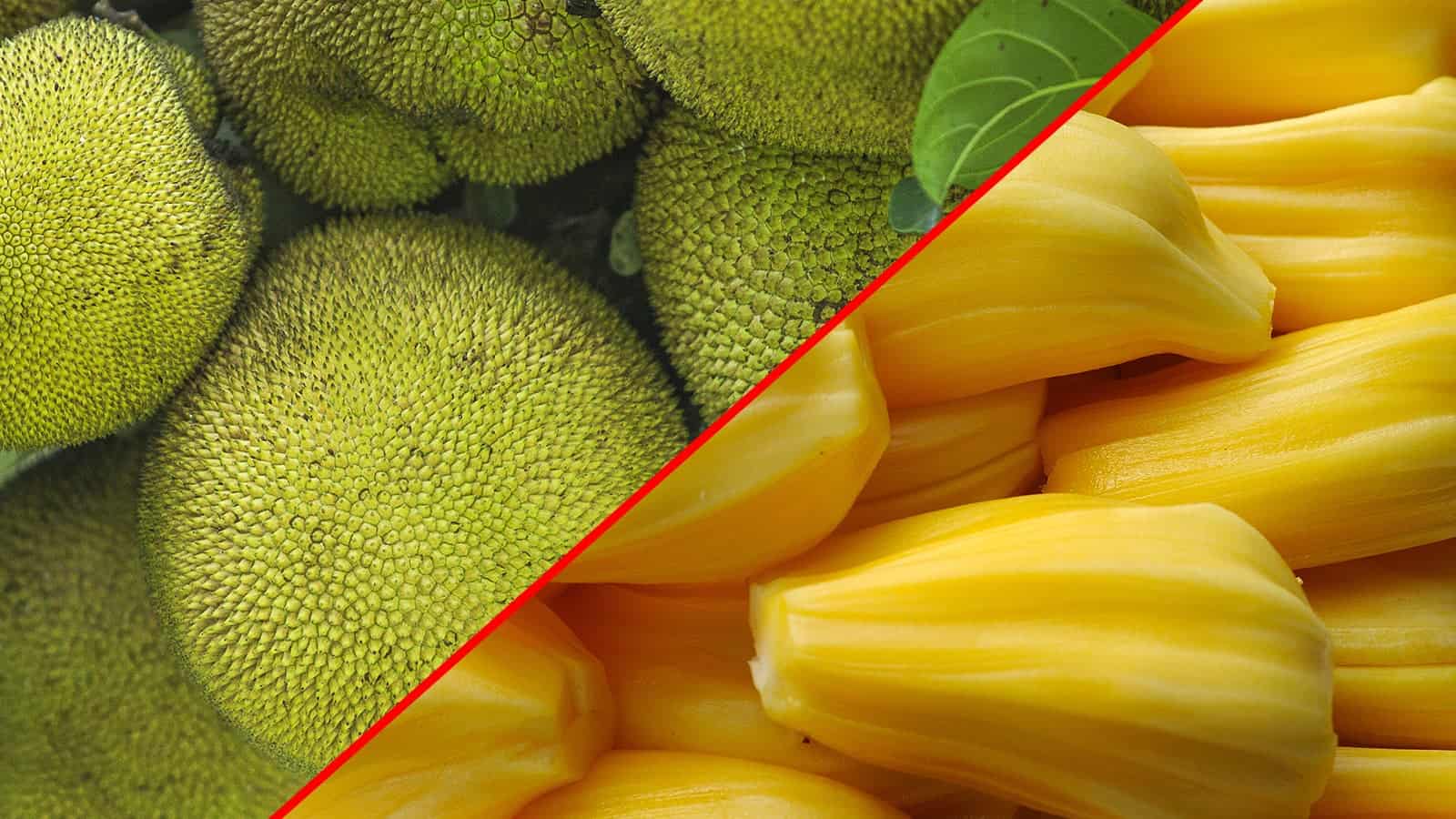 1600x900 Health Benefits of Jackfruit