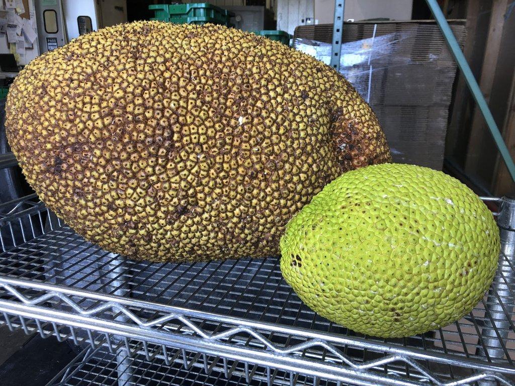 1024x768 Breadfruit vs. Jackfruit